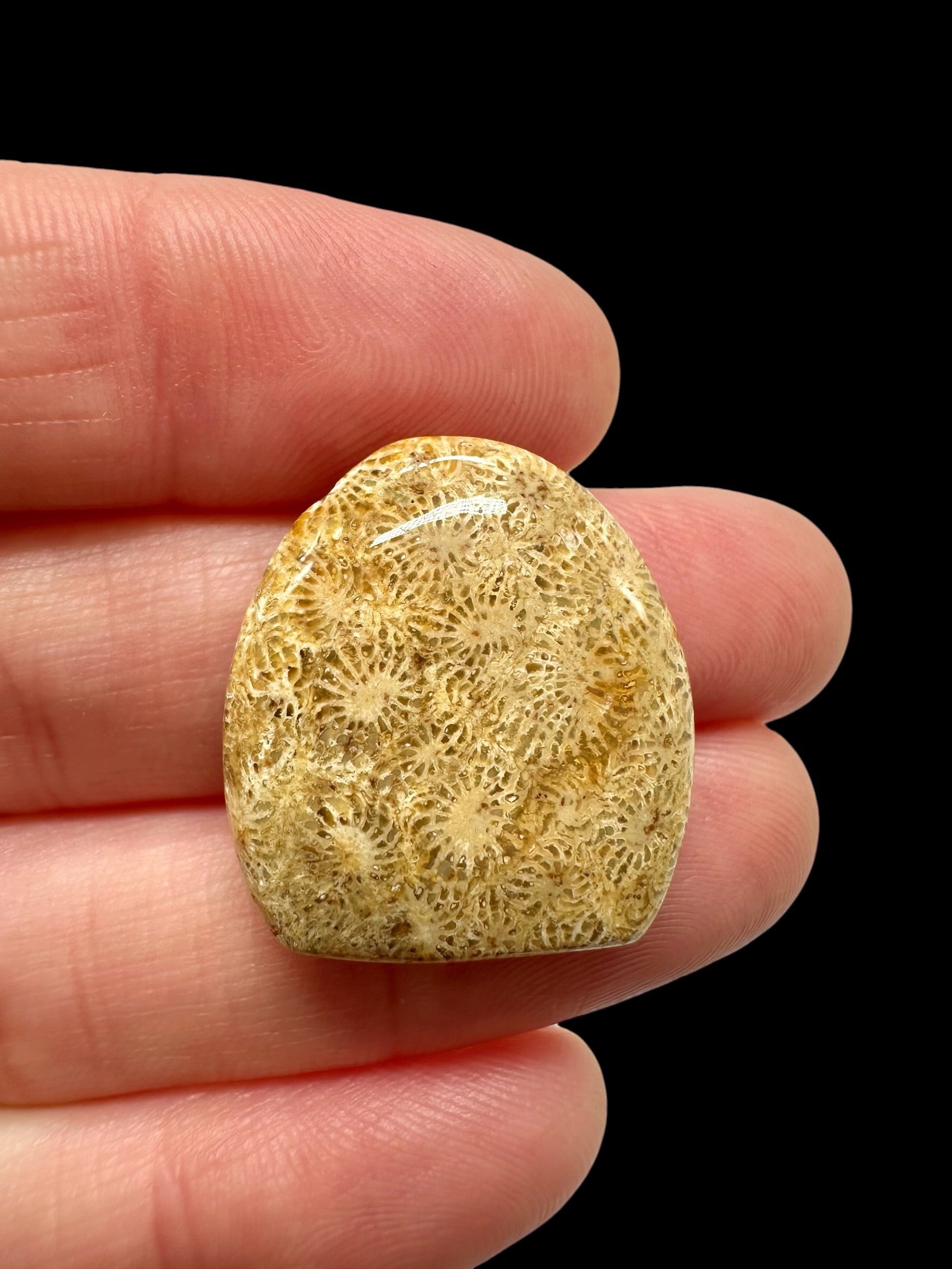 Fossil coral cabochon – Indonesia - FKK08