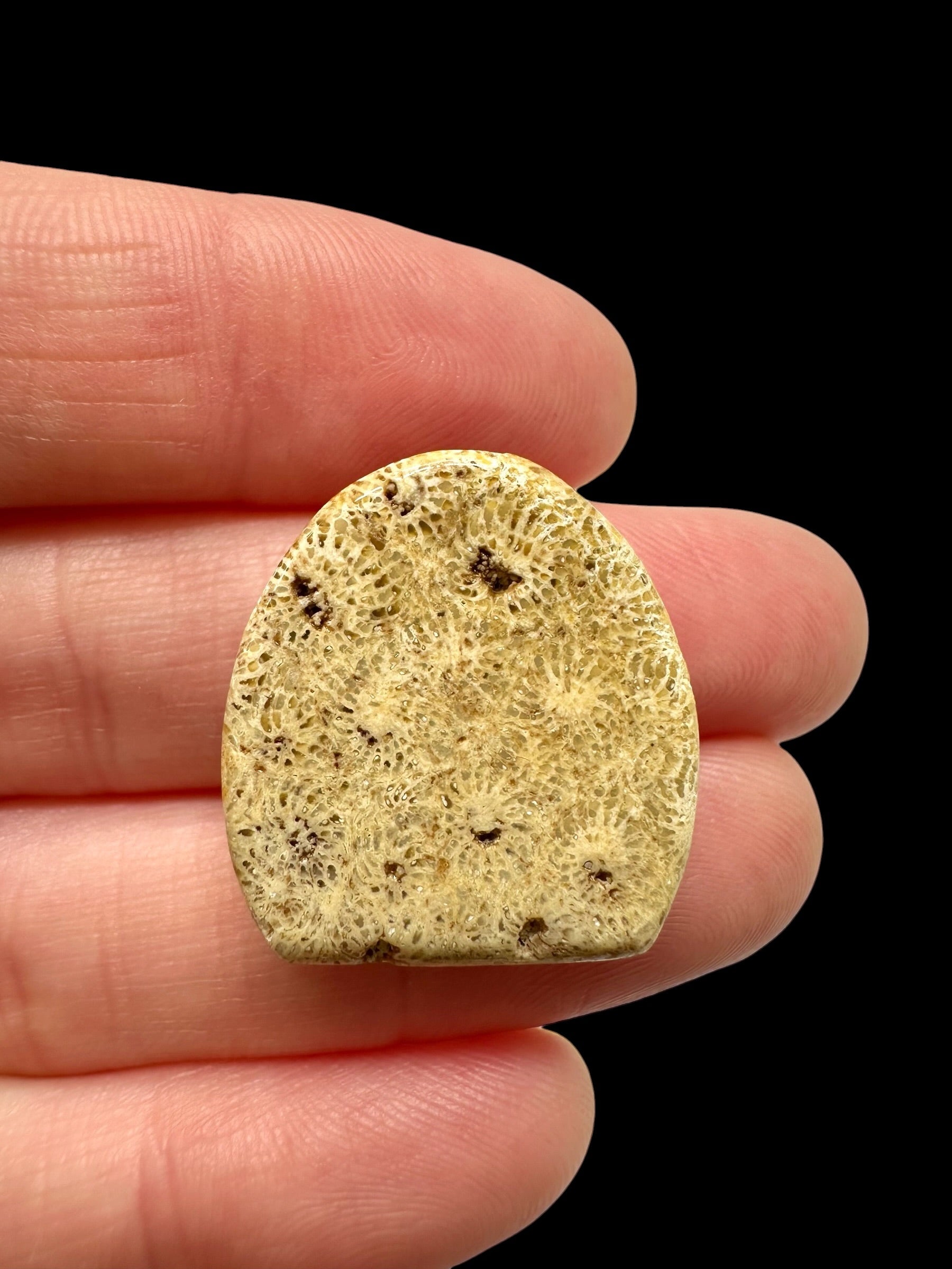 Fossil coral cabochon – Indonesia - FKK08