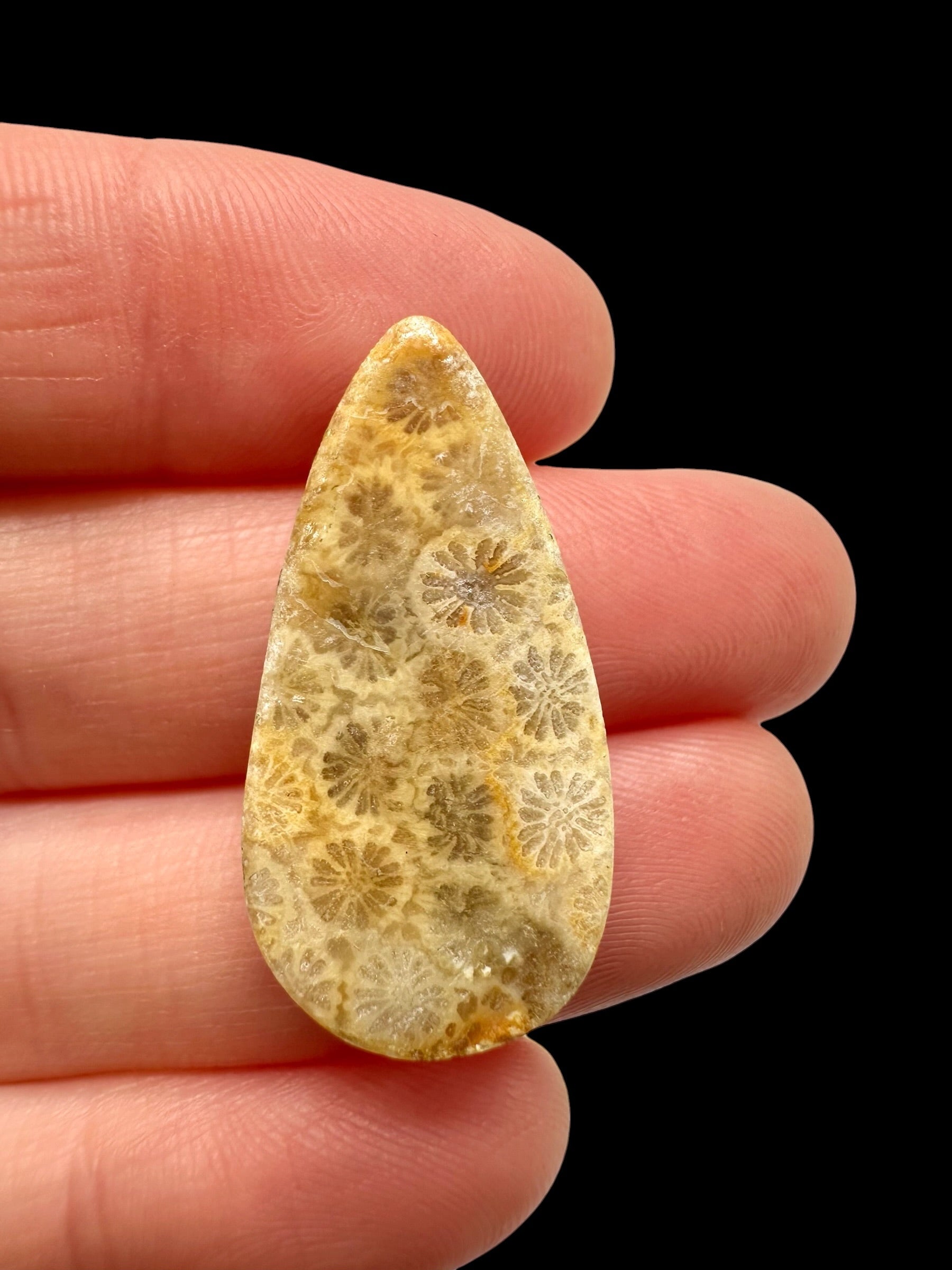 Fossil coral cabochon – Indonesia - FKK09