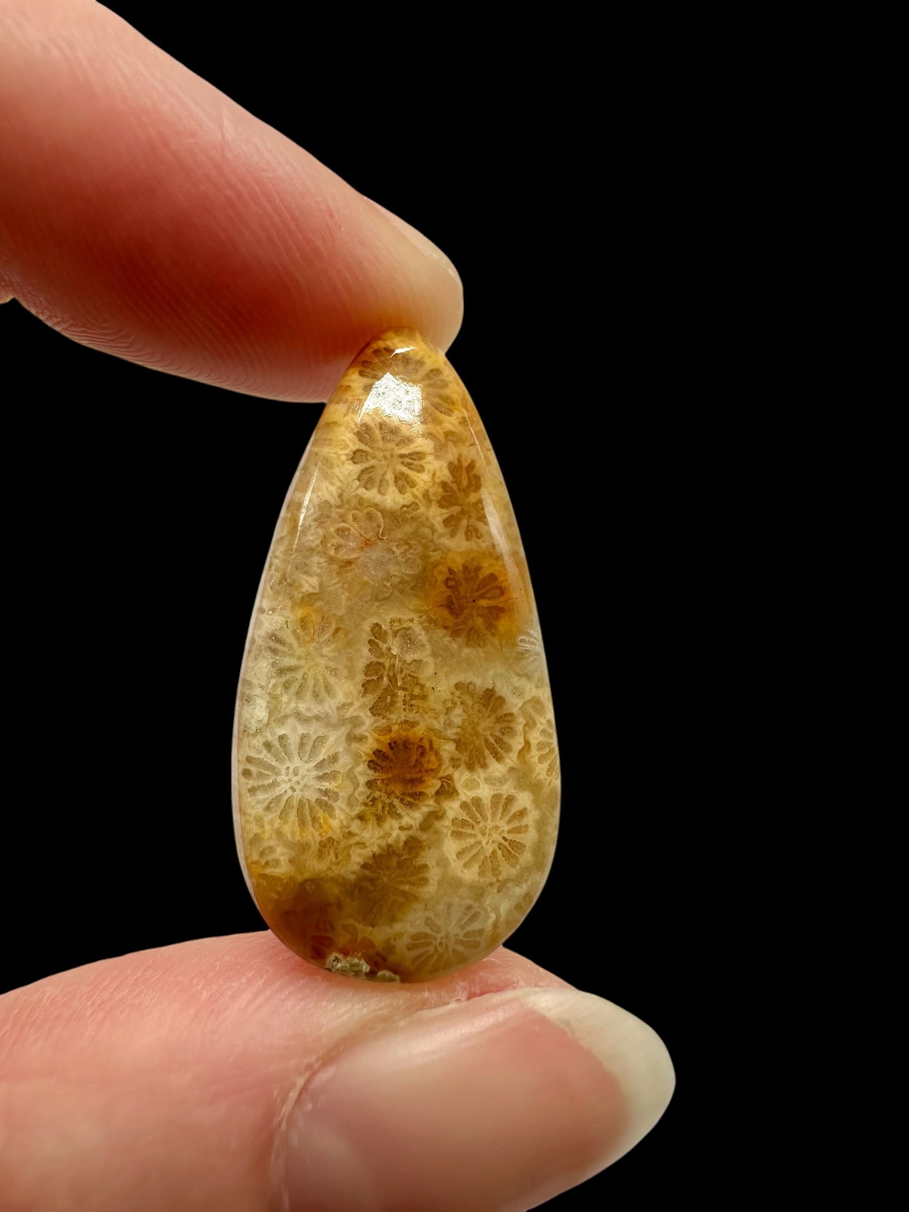 Fossil coral cabochon – Indonesia