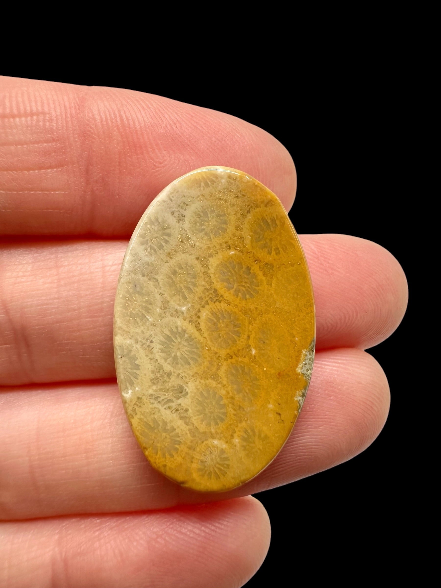 Fossil coral cabochon – Indonesia - FKK10