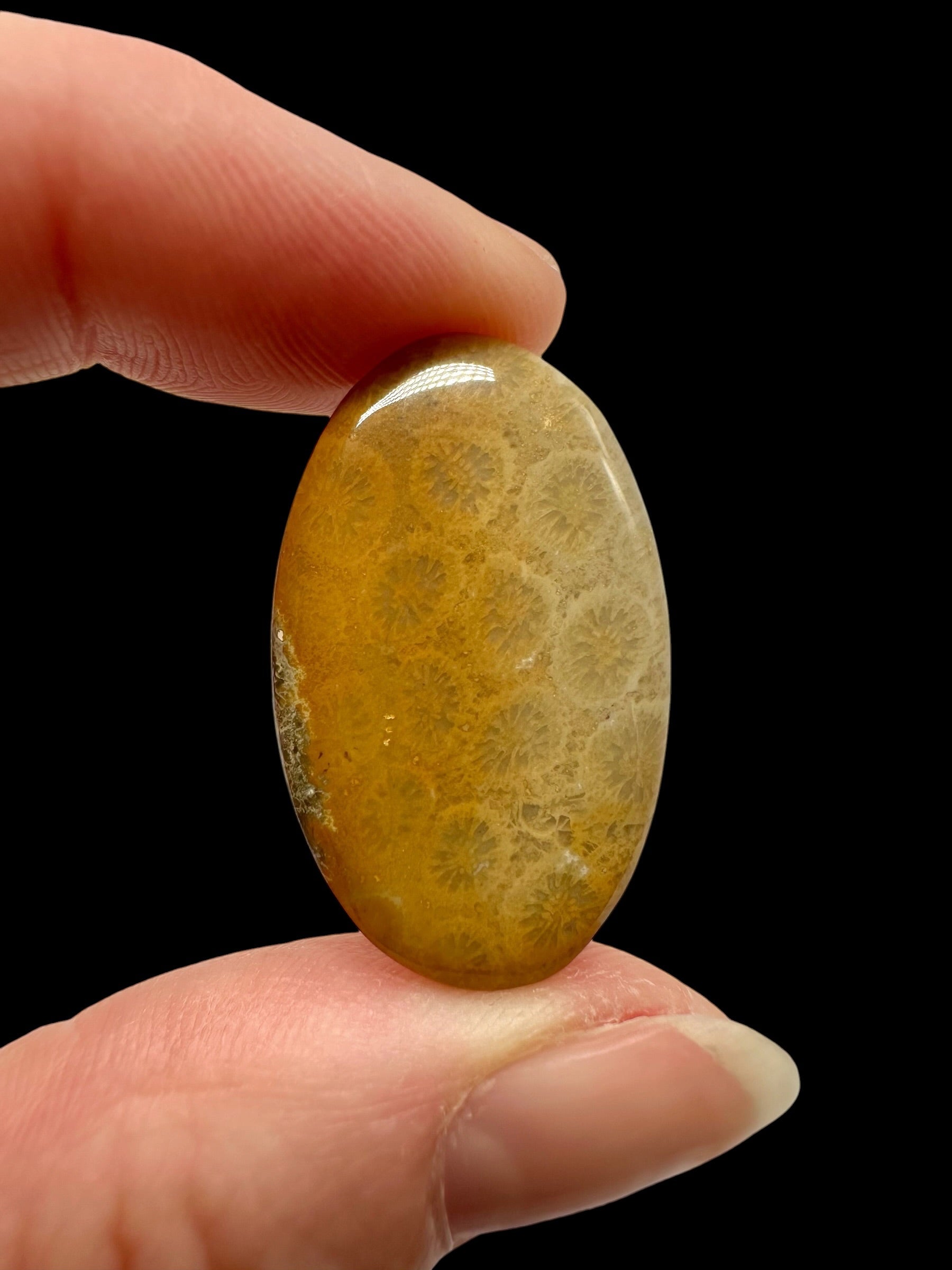 Fossil coral cabochon – Indonesia - FKK10