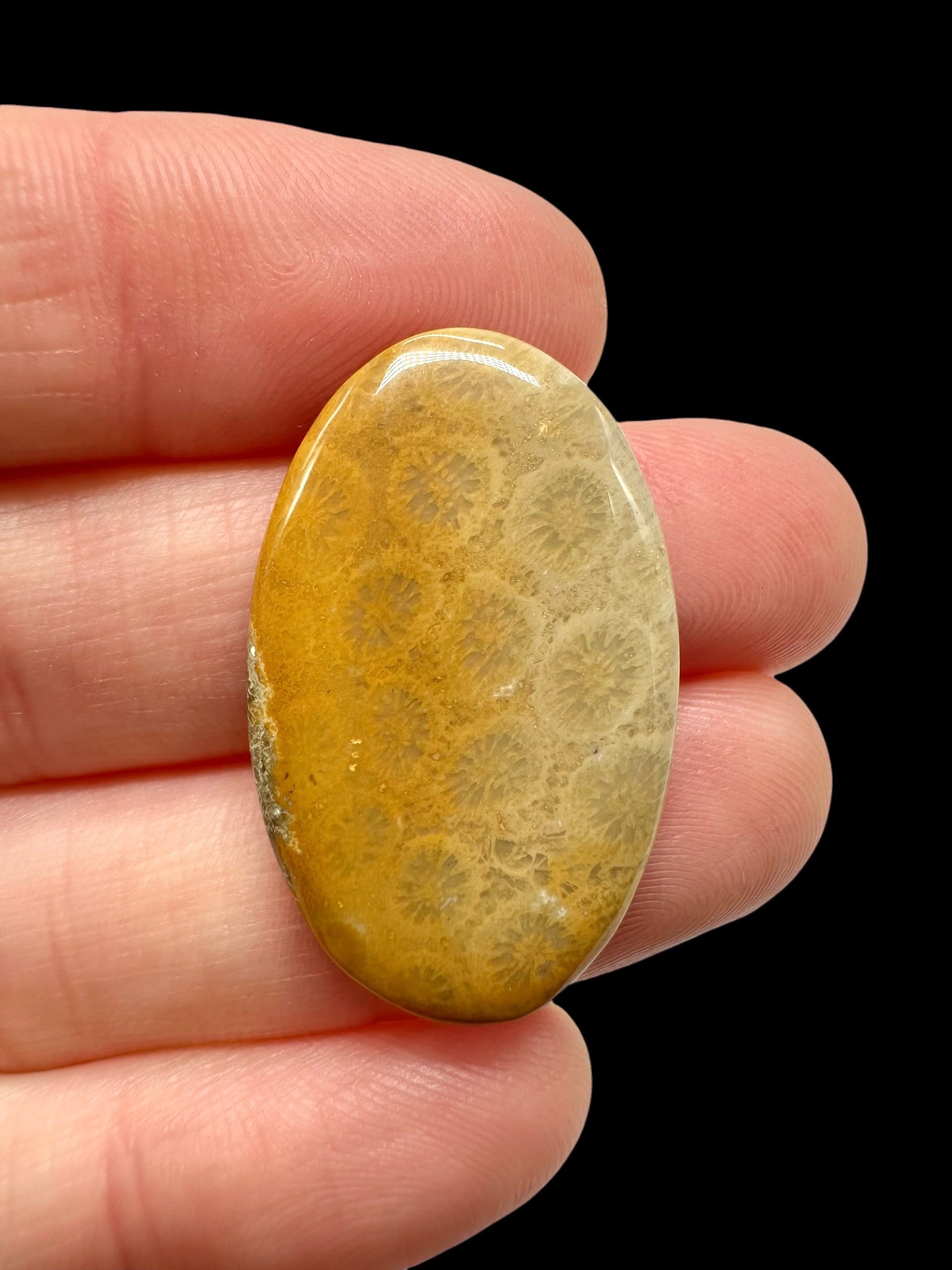 Fossil coral cabochon – Indonesia