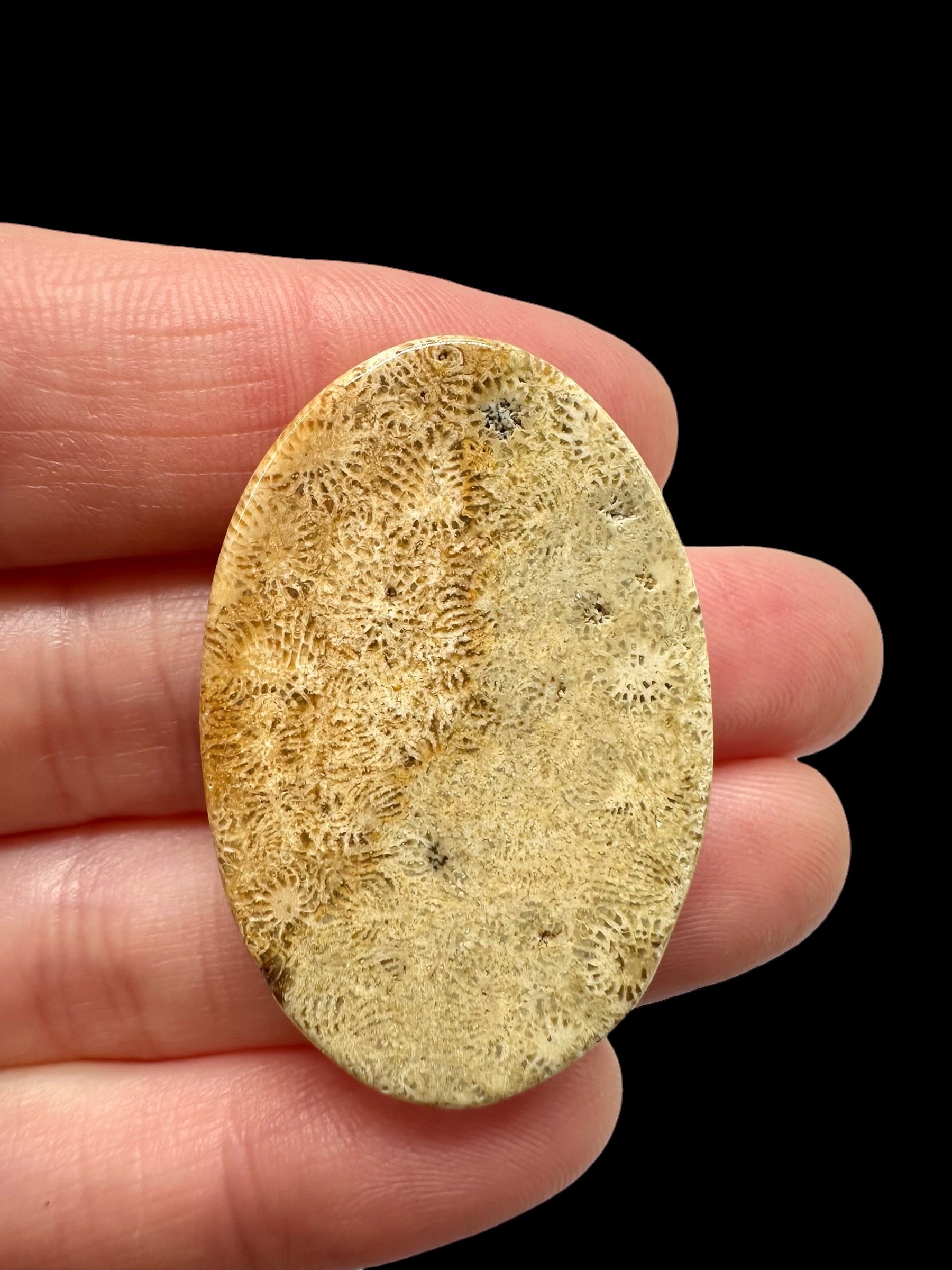 Fossil coral cabochon – Indonesia - FKK11