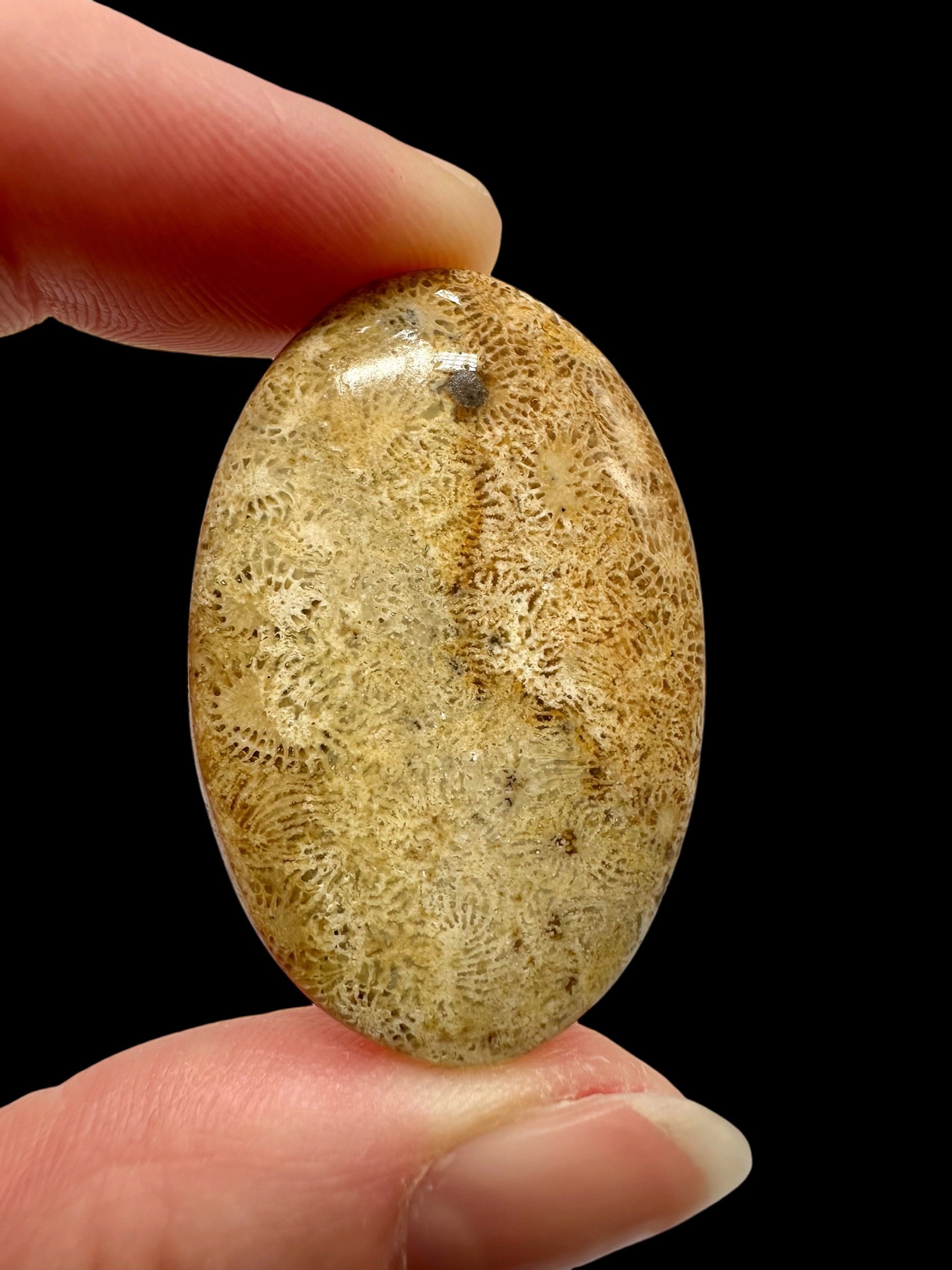 Fossil coral cabochon – Indonesia