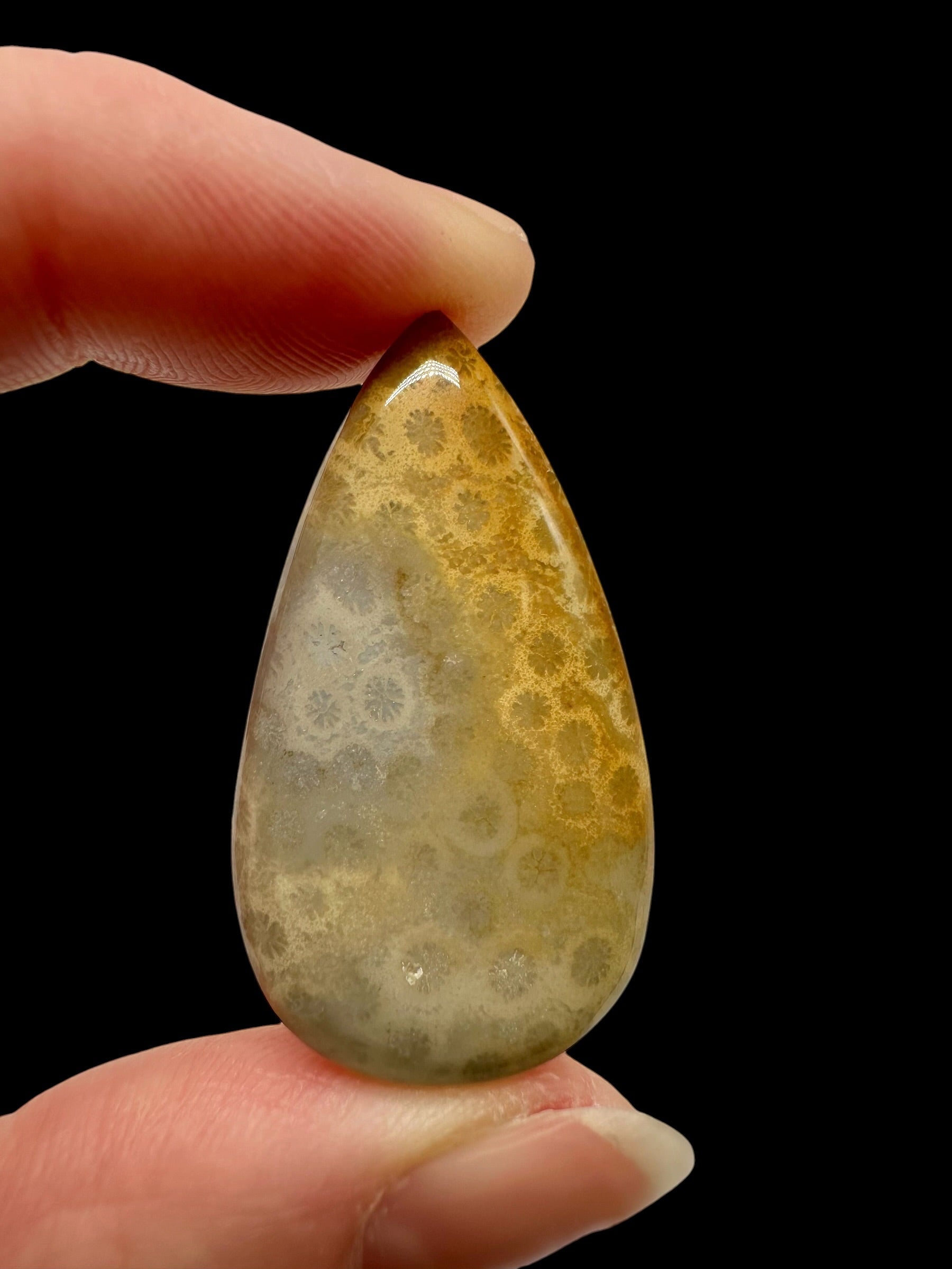 Fossil coral cabochon – Indonesia - FKK12