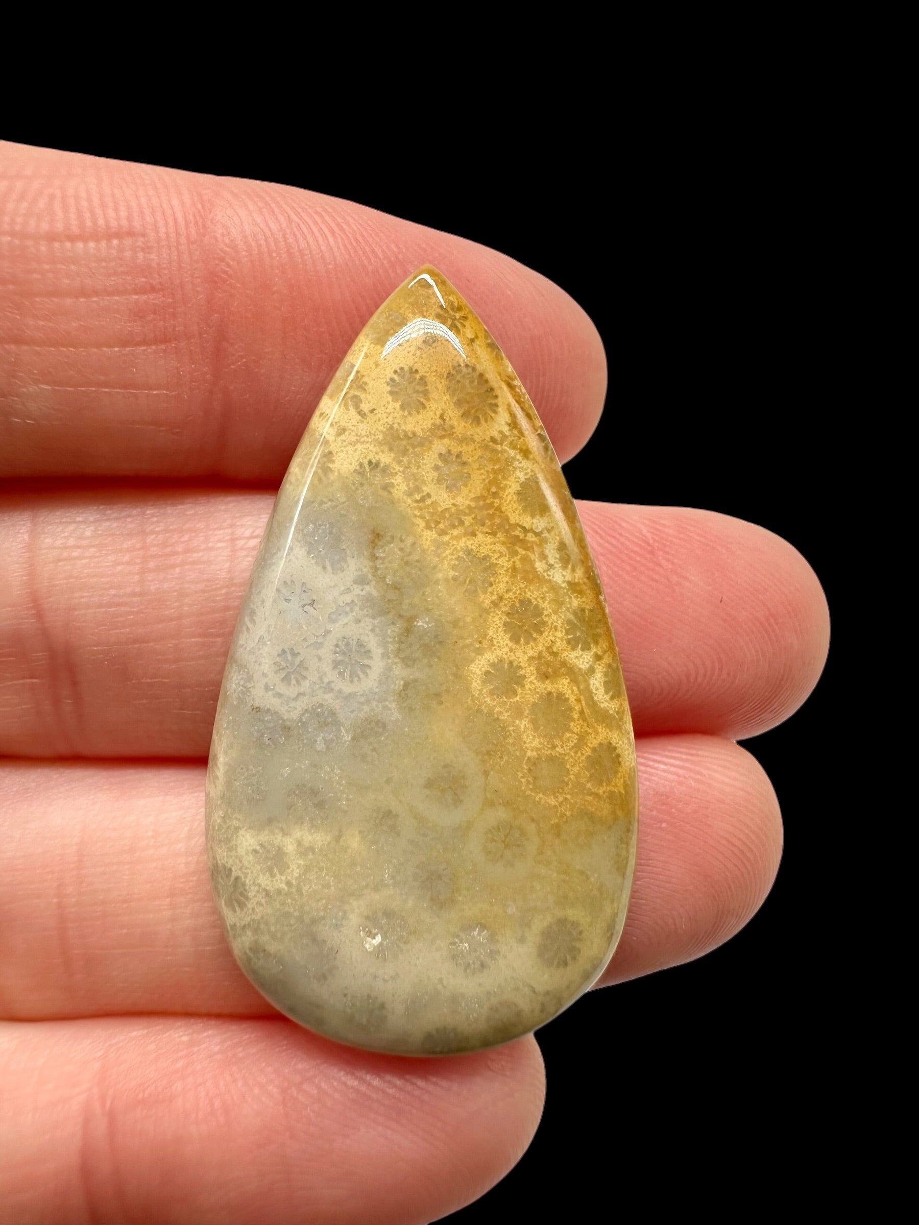 Fossil coral cabochon – Indonesia