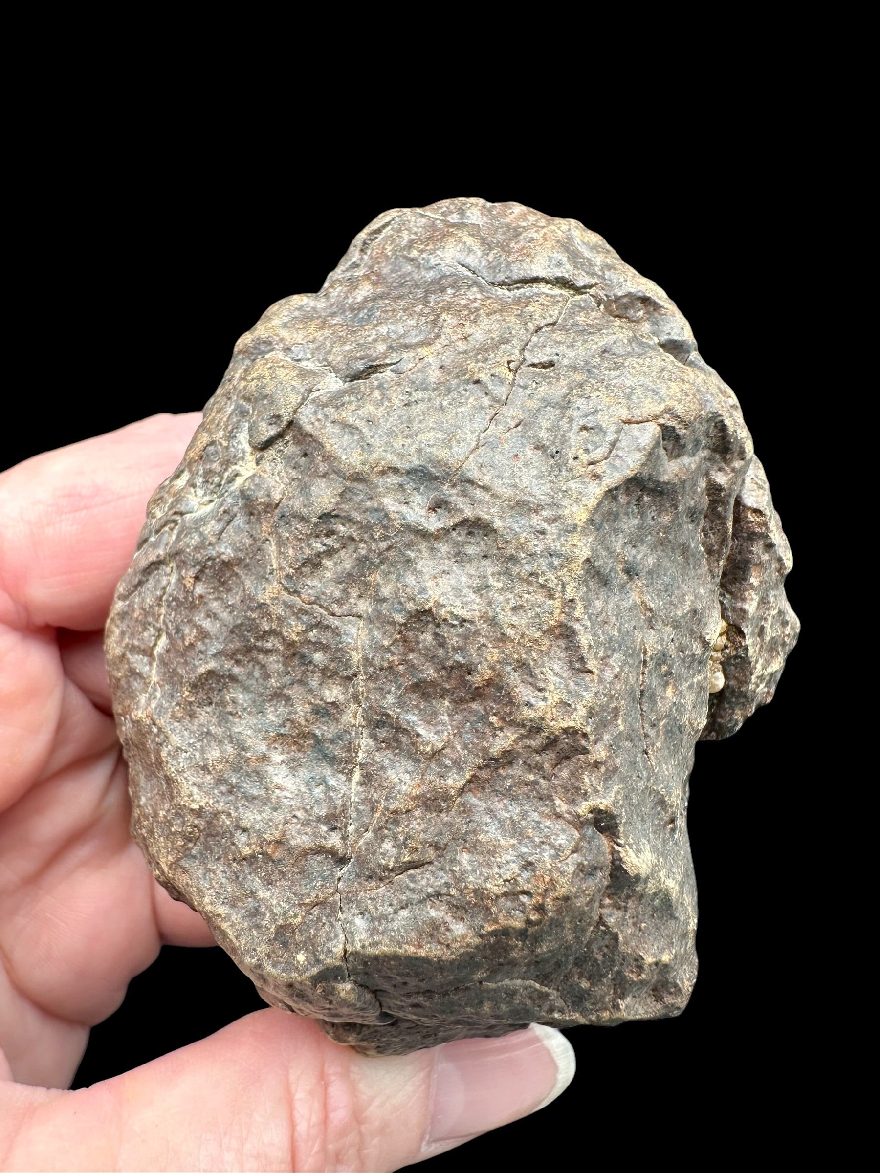 Meteorite NWA X – 262,5g – Northwest Africa - MENX61