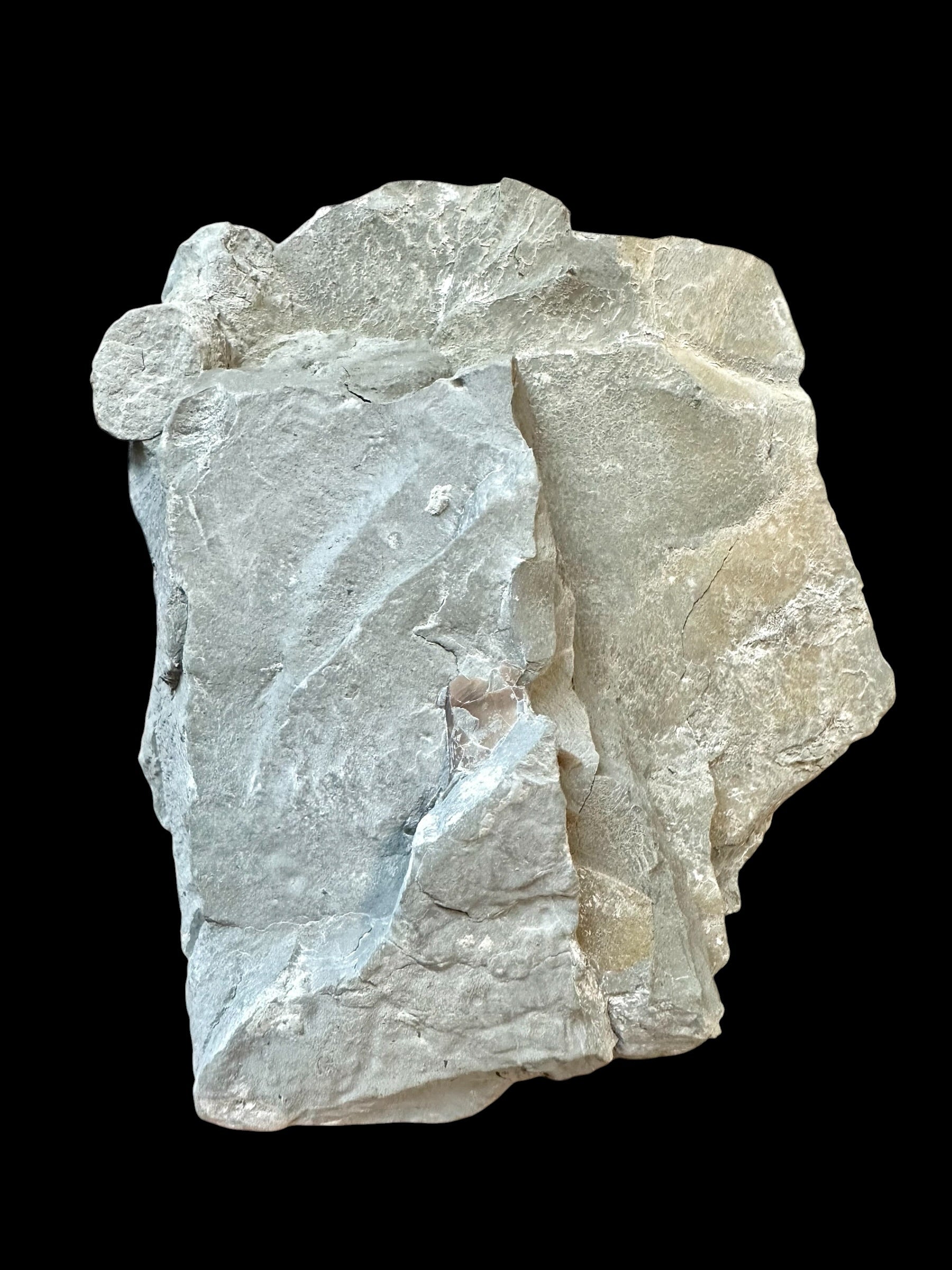 Trilobite Flexicalymene retrosa – Ohio, USA - TUSA01