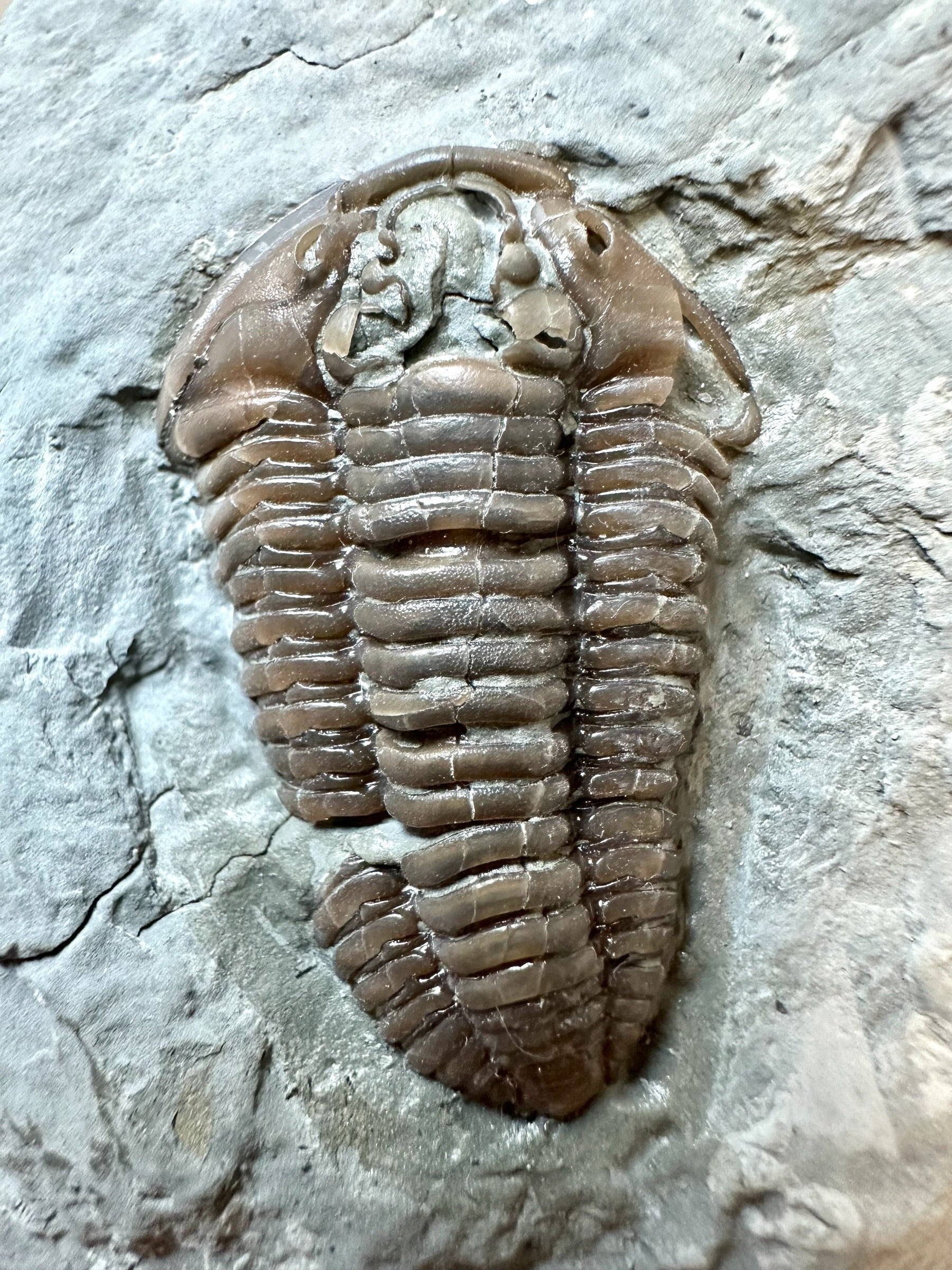 Trilobite Flexicalymene retrosa – Ohio, USA - TUSA01