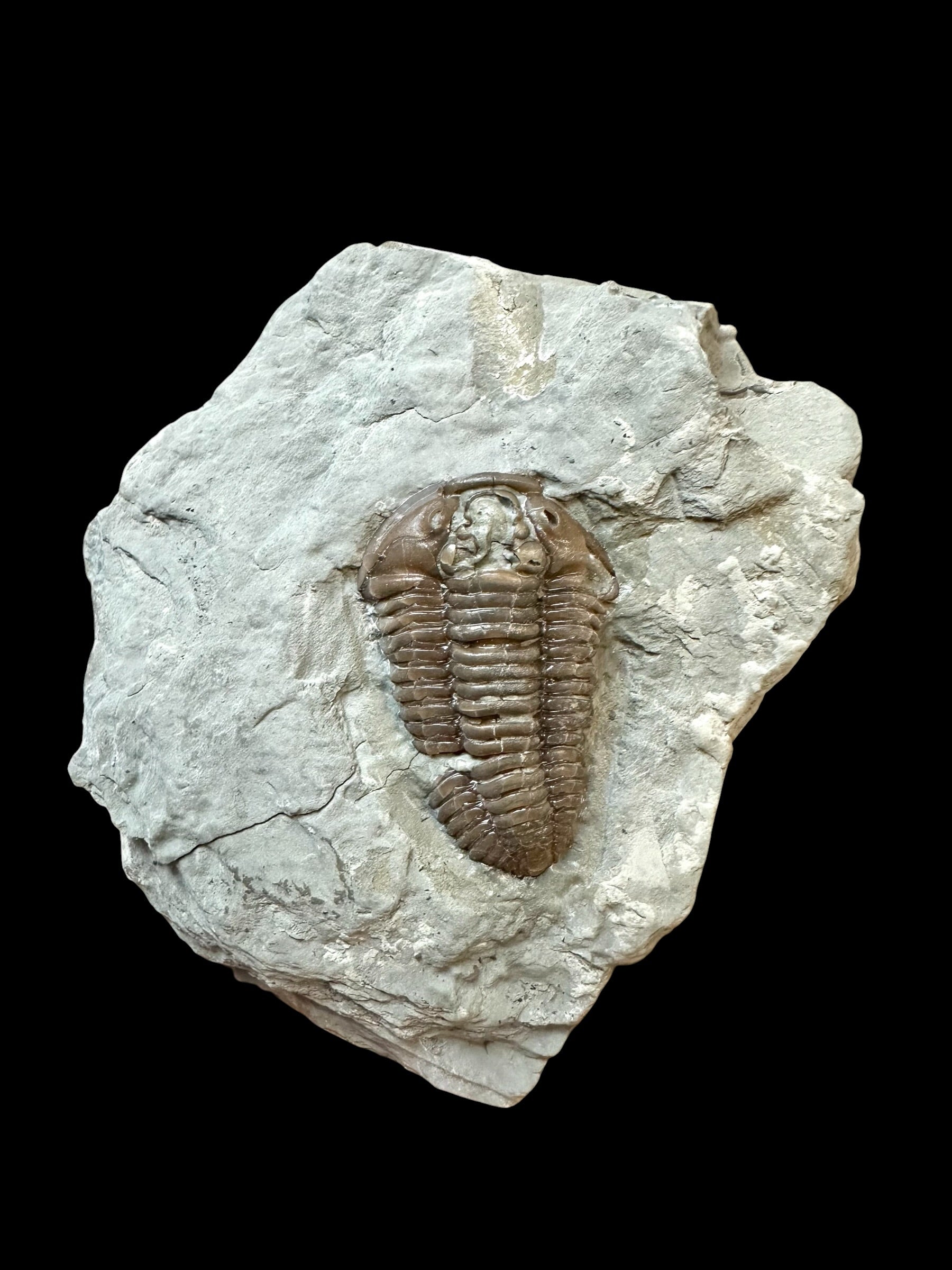 Trilobite Flexicalymene retrosa – Ohio, USA
