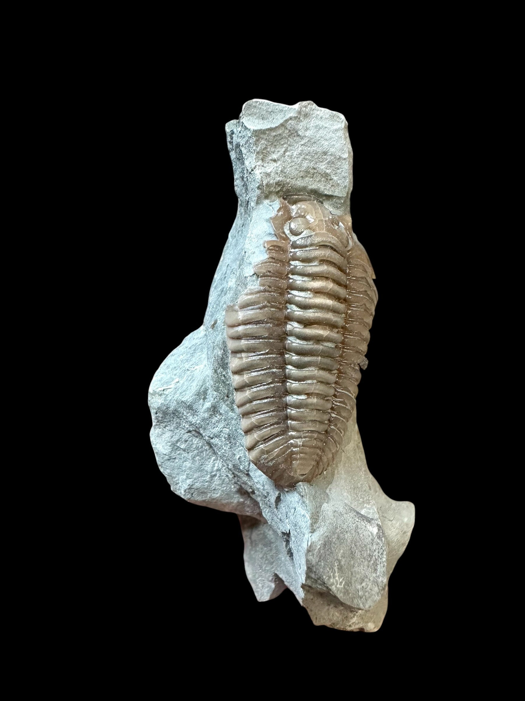 Trilobite Flexicalymene retrosa – Ohio, USA - TUSA02