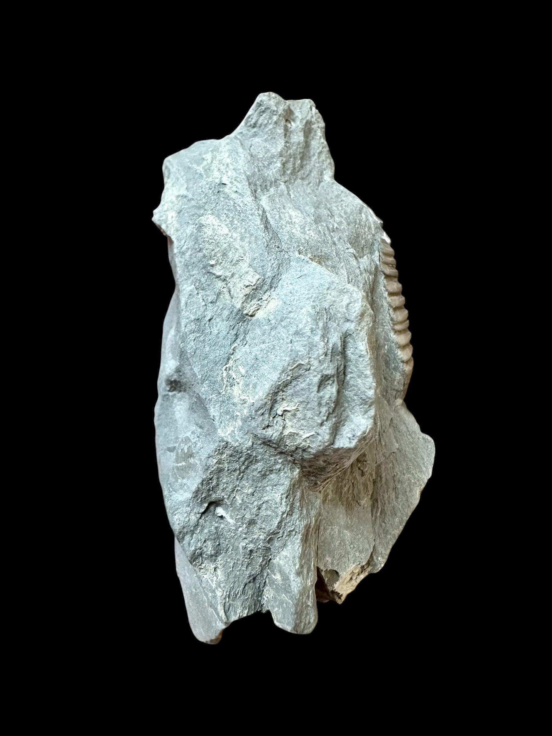 Trilobite Flexicalymene retrosa – Ohio, USA - TUSA02