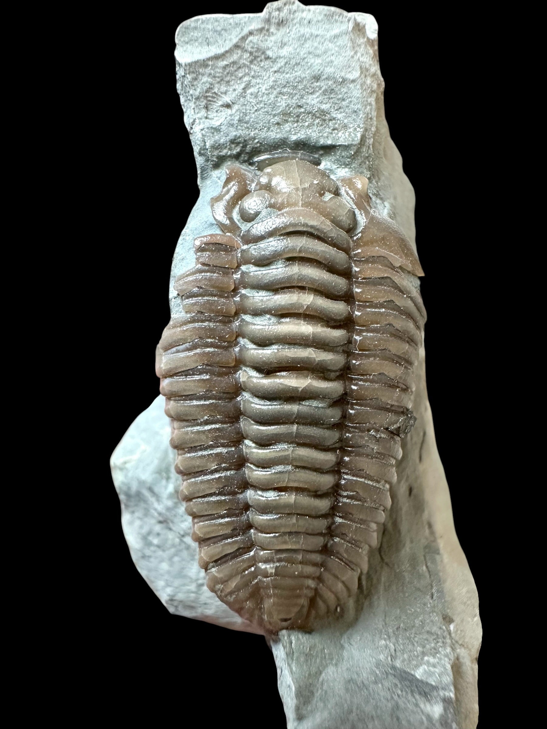 Trilobite Flexicalymene retrosa – Ohio, USA - TUSA02