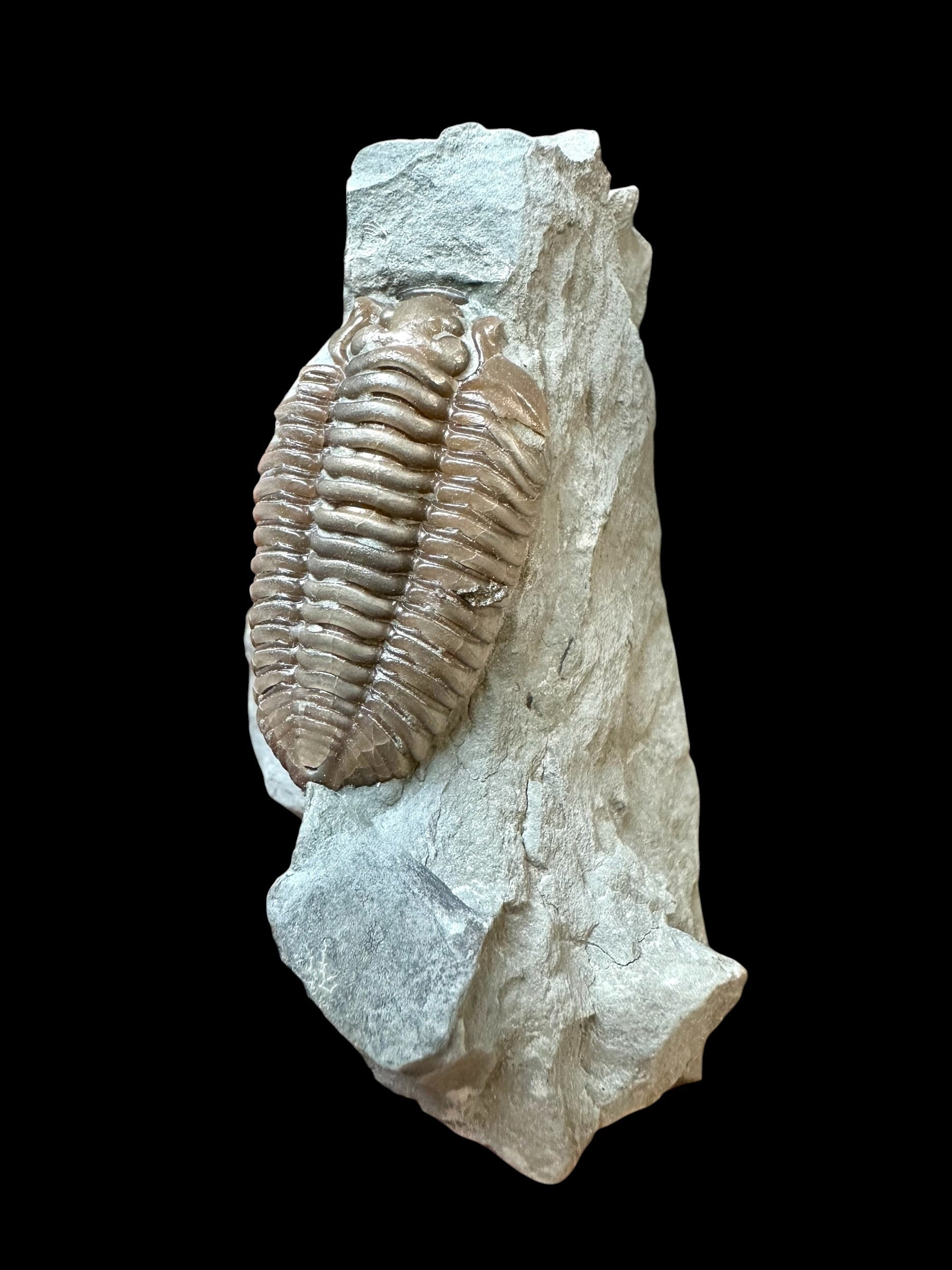 Trilobite Flexicalymene retrosa – Ohio, USA
