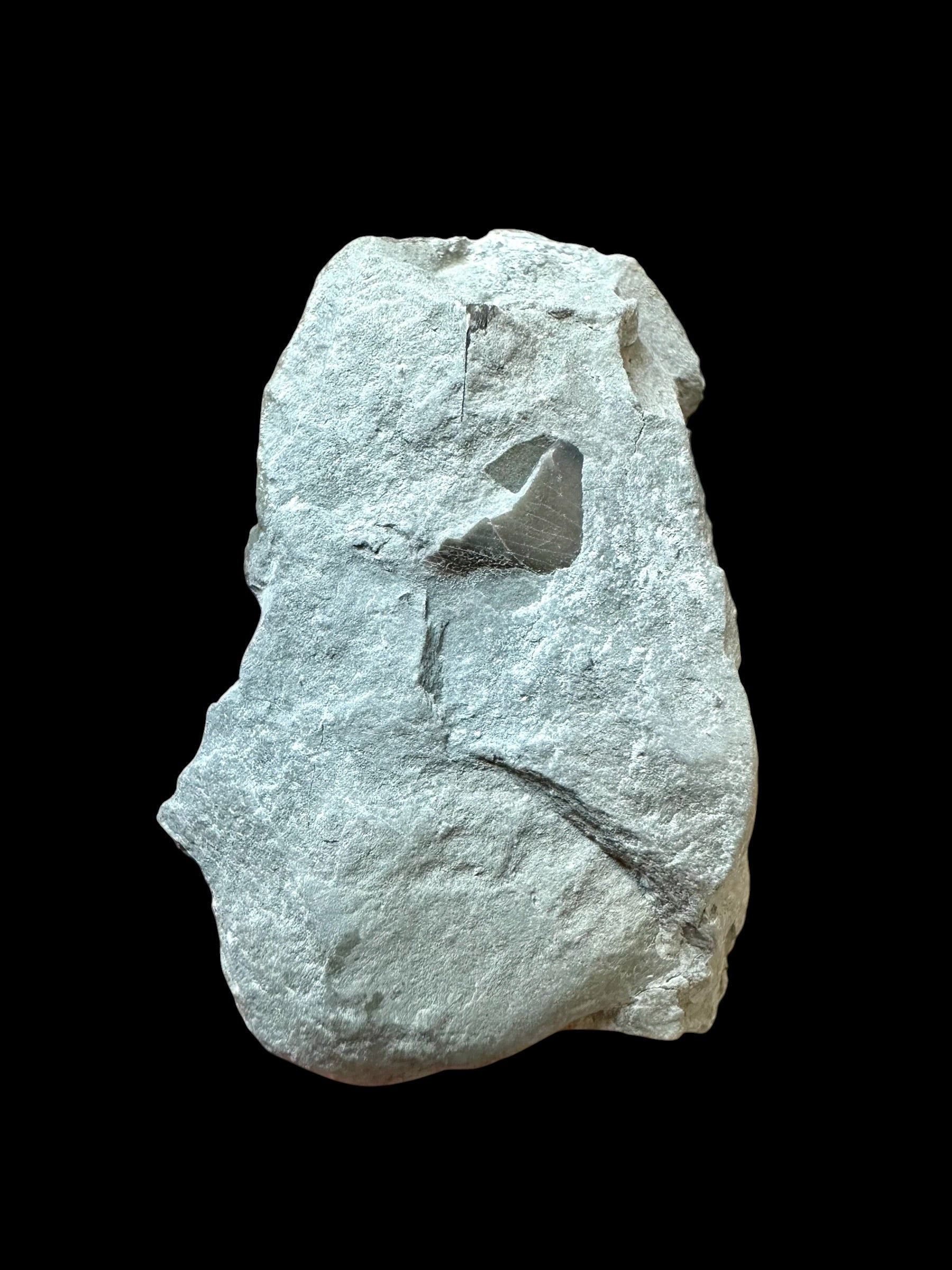 Trilobite Flexicalymene retrosa – Ohio, USA - TUSA03