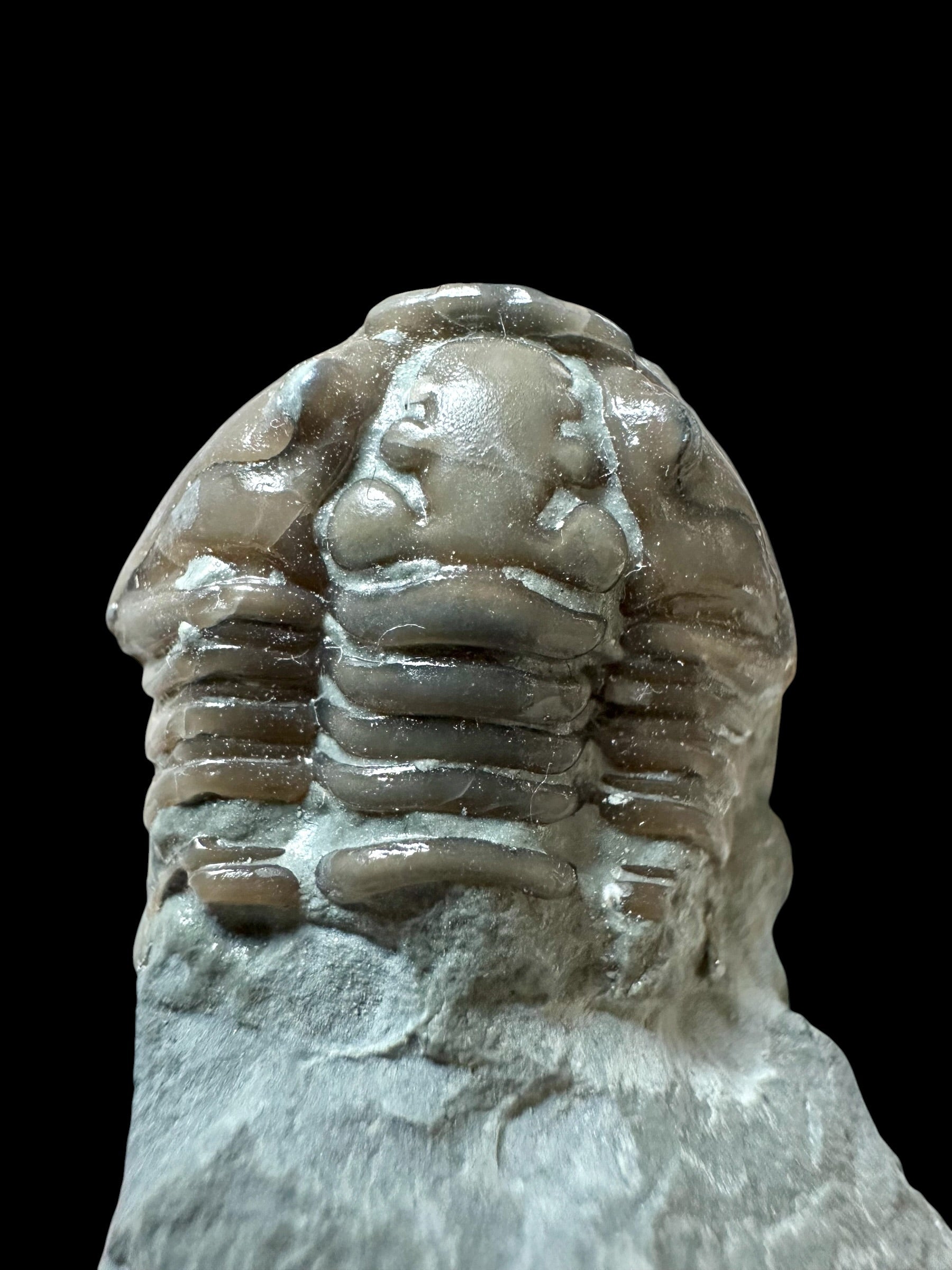Trilobite Flexicalymene retrosa – Ohio, USA - TUSA03