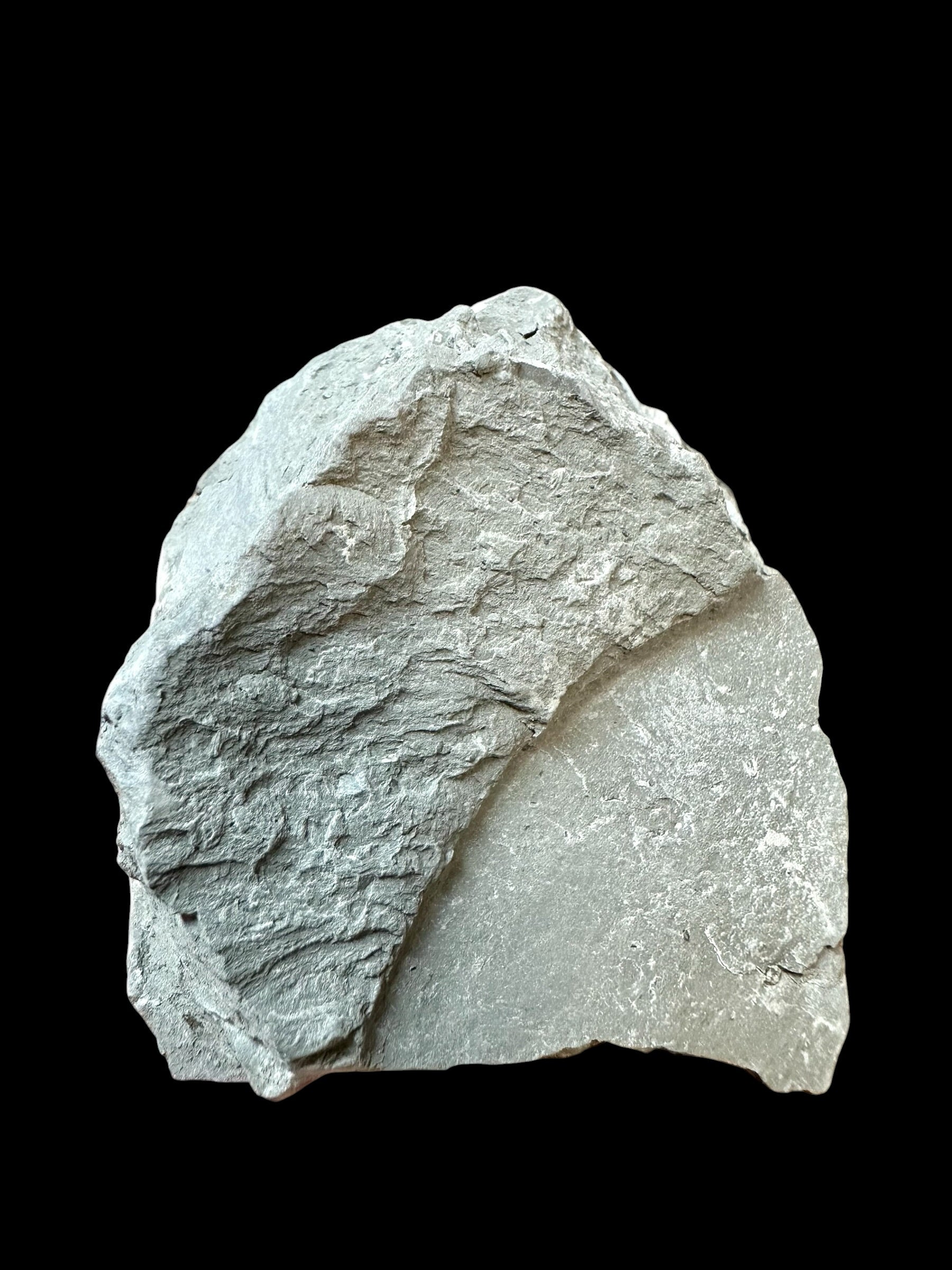 Trilobite Flexicalymene retrosa – Ohio, USA - TUSA04