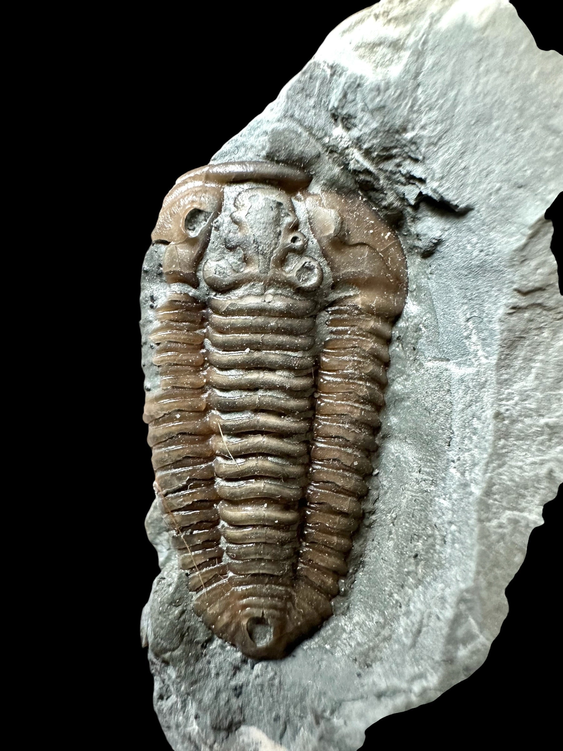 Trilobite Flexicalymene retrosa – Ohio, USA - TUSA04