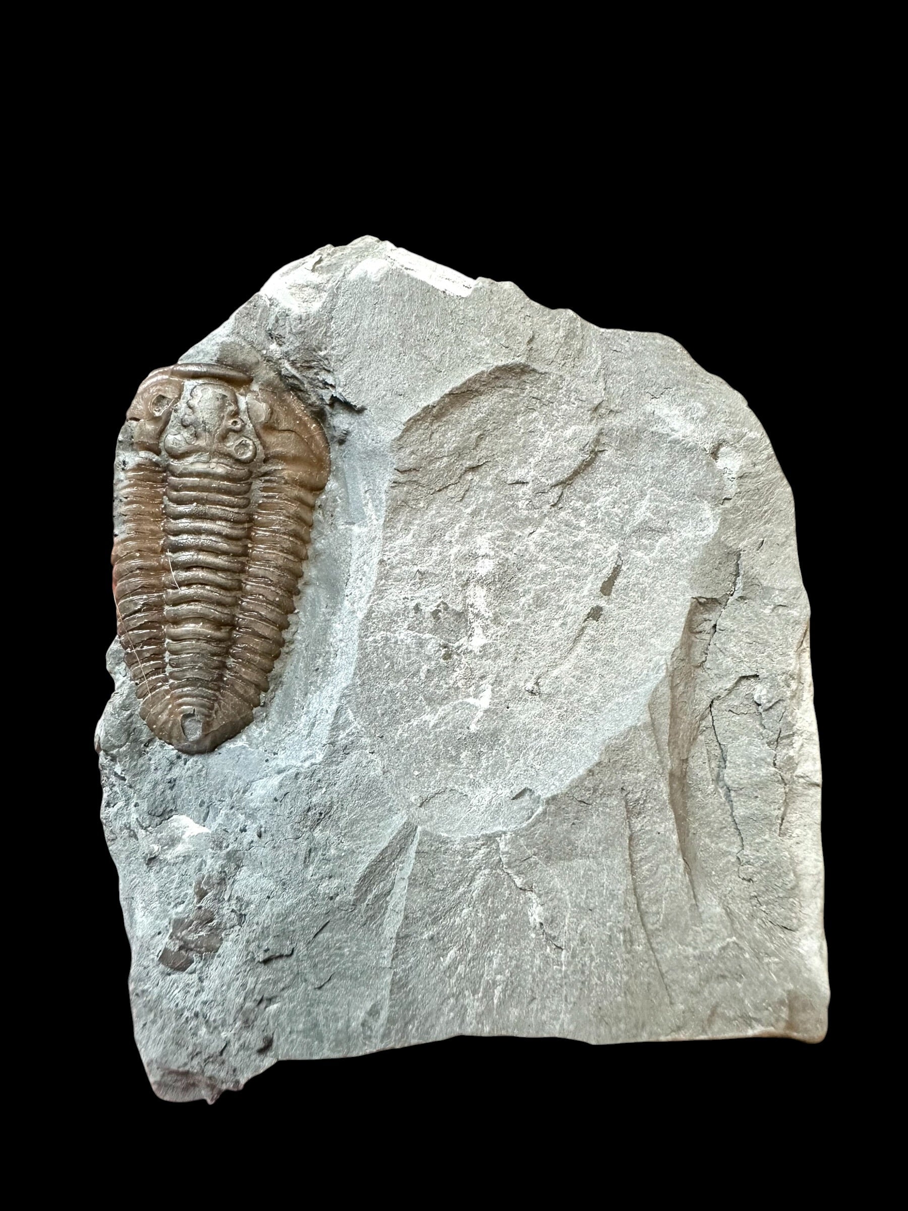 Trilobite Flexicalymene retrosa – Ohio, USA