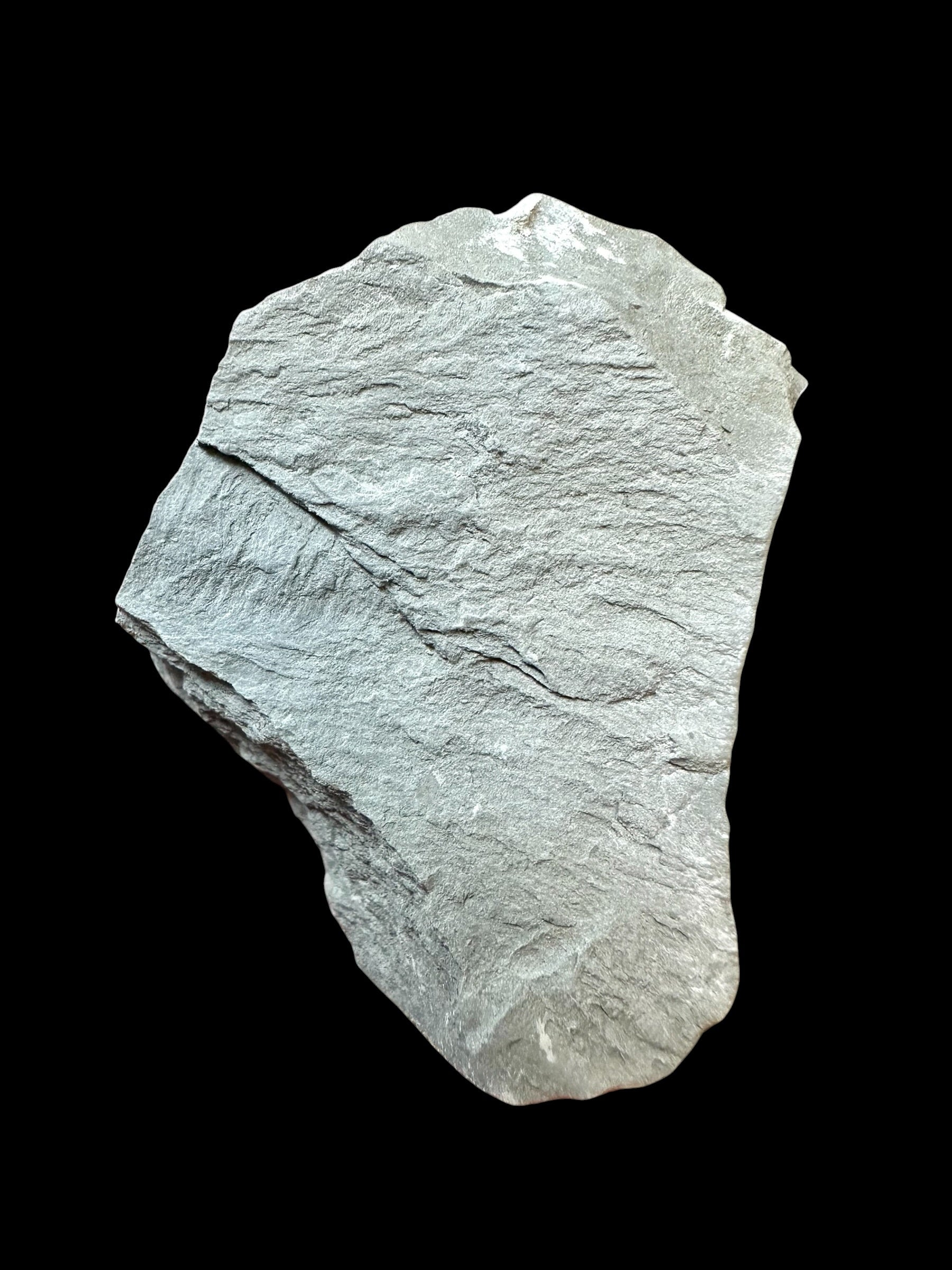 Trilobite Flexicalymene retrosa – Ohio, USA - TUSA05