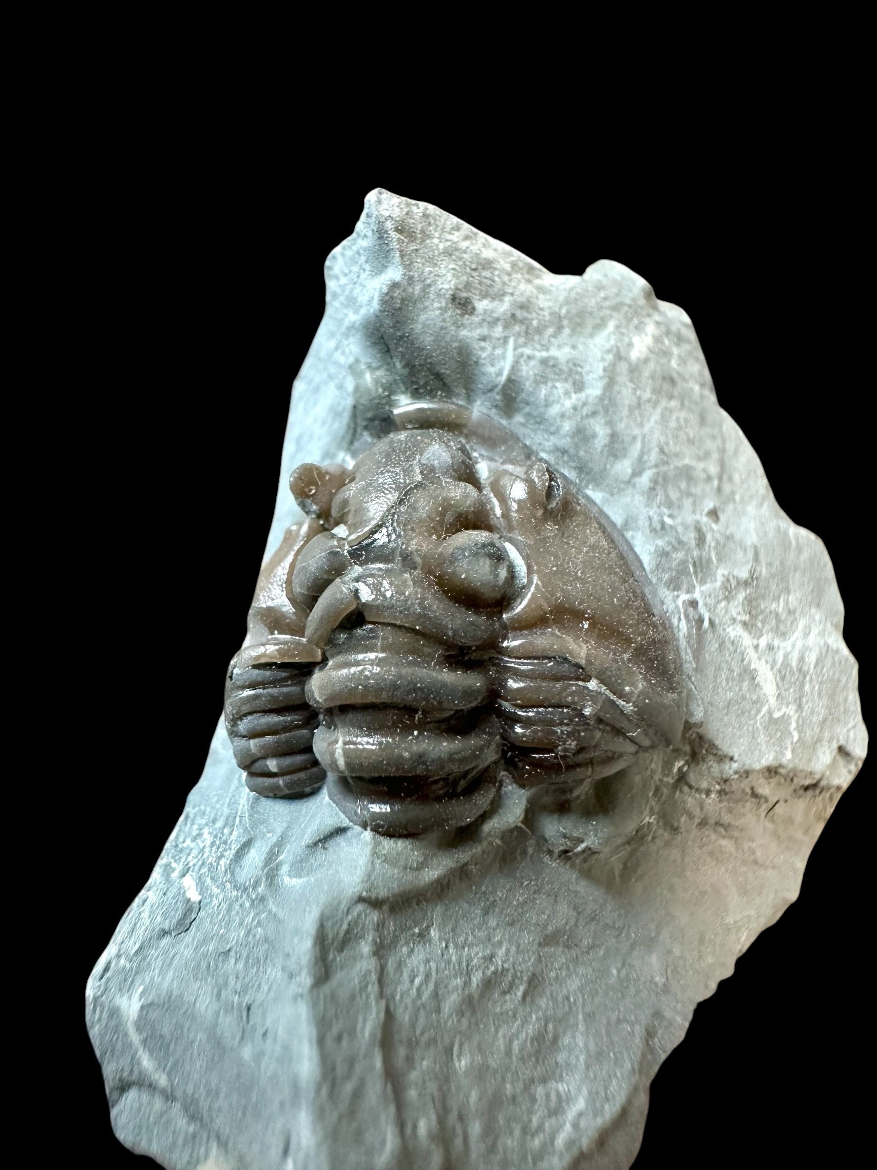 Trilobite Flexicalymene retrosa – Ohio, USA - TUSA05