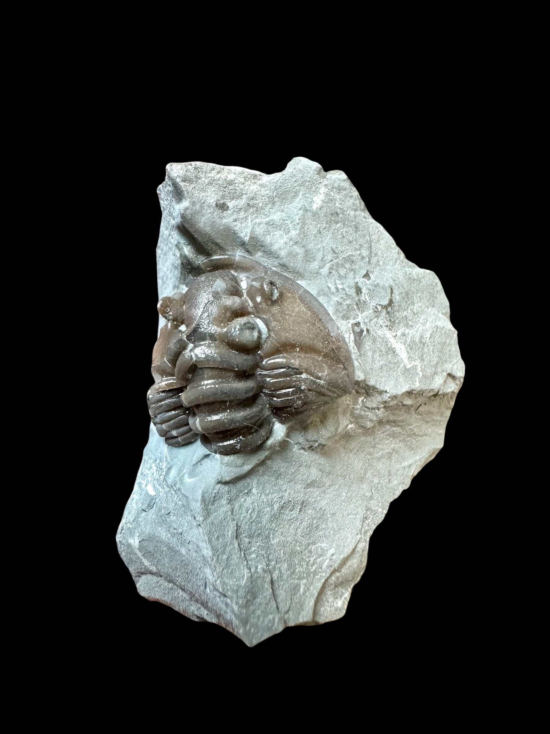 Trilobite Flexicalymene retrosa – Ohio, USA