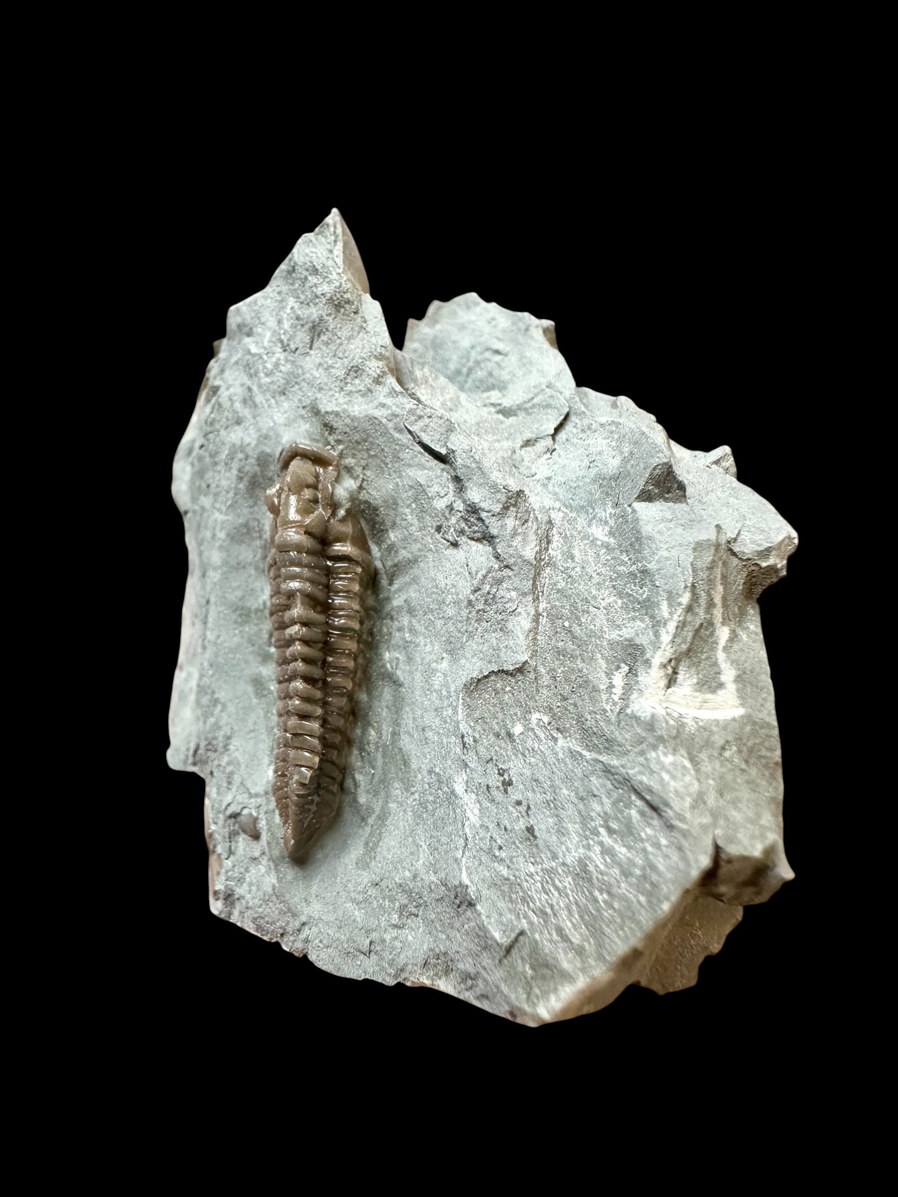 Trilobite Flexicalymene retrosa – Ohio, USA - TUSA06