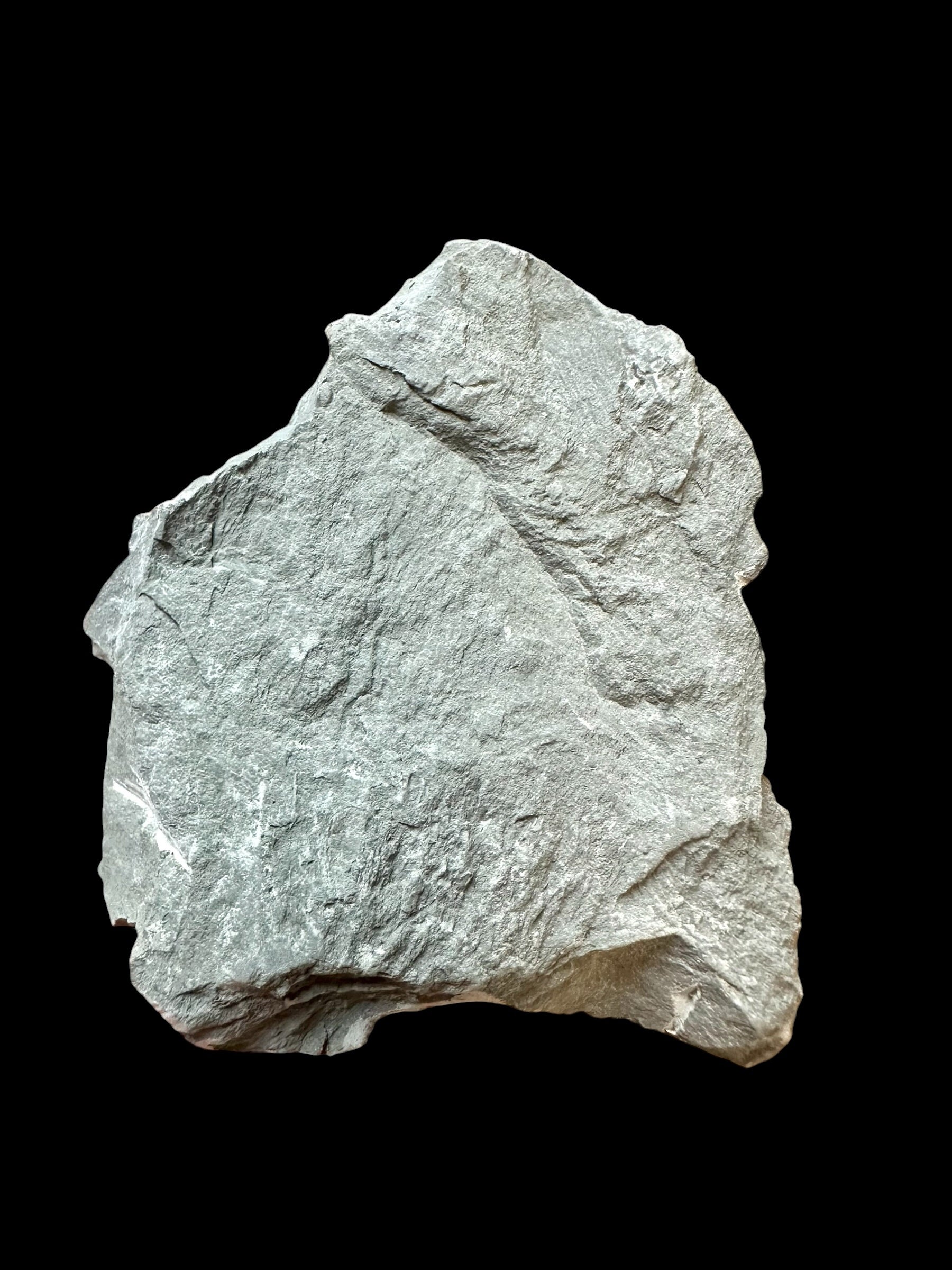 Trilobite Flexicalymene retrosa – Ohio, USA - TUSA06