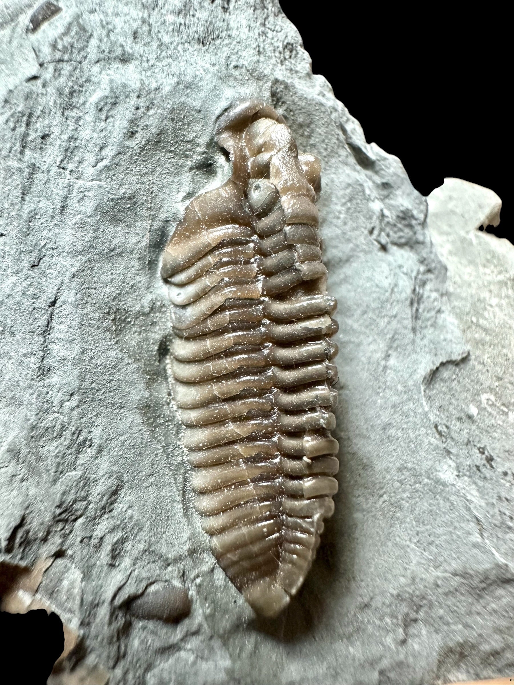 Trilobite Flexicalymene retrosa – Ohio, USA - TUSA06