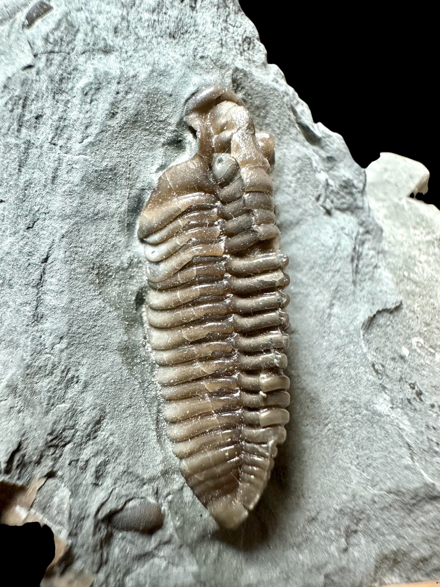 Trilobite Flexicalymene retrosa – Ohio, USA - TUSA06