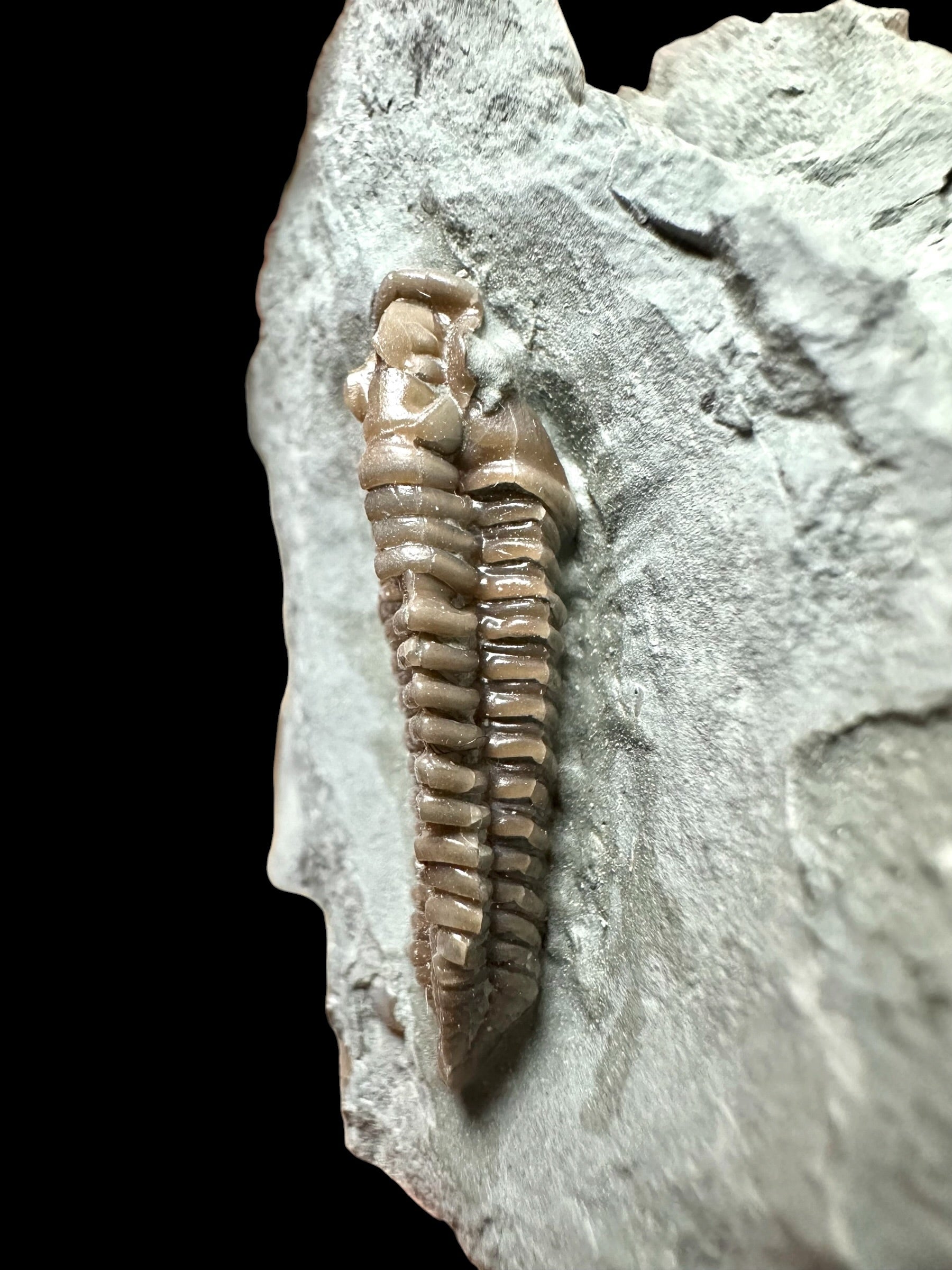 Trilobite Flexicalymene retrosa – Ohio, USA - TUSA06