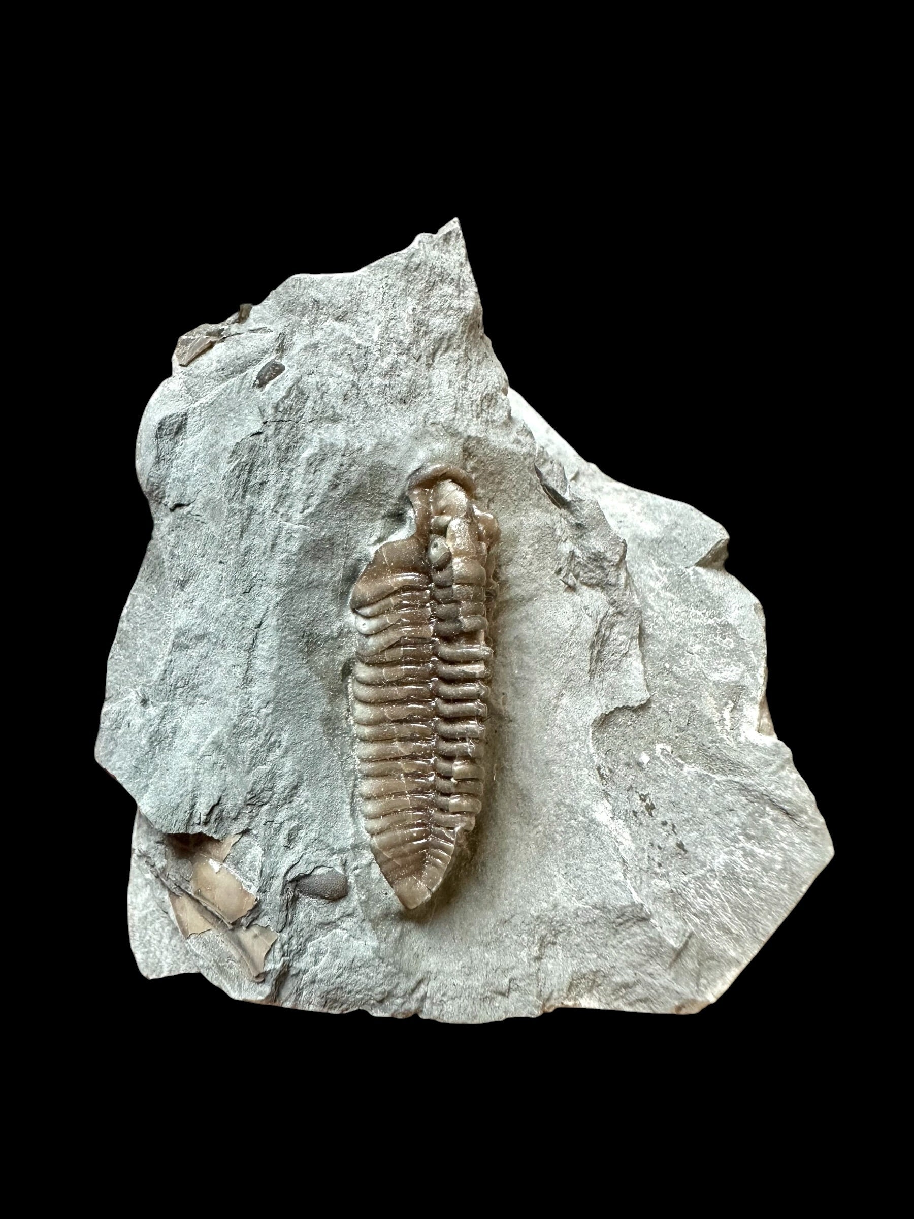 Trilobite Flexicalymene retrosa – Ohio, USA