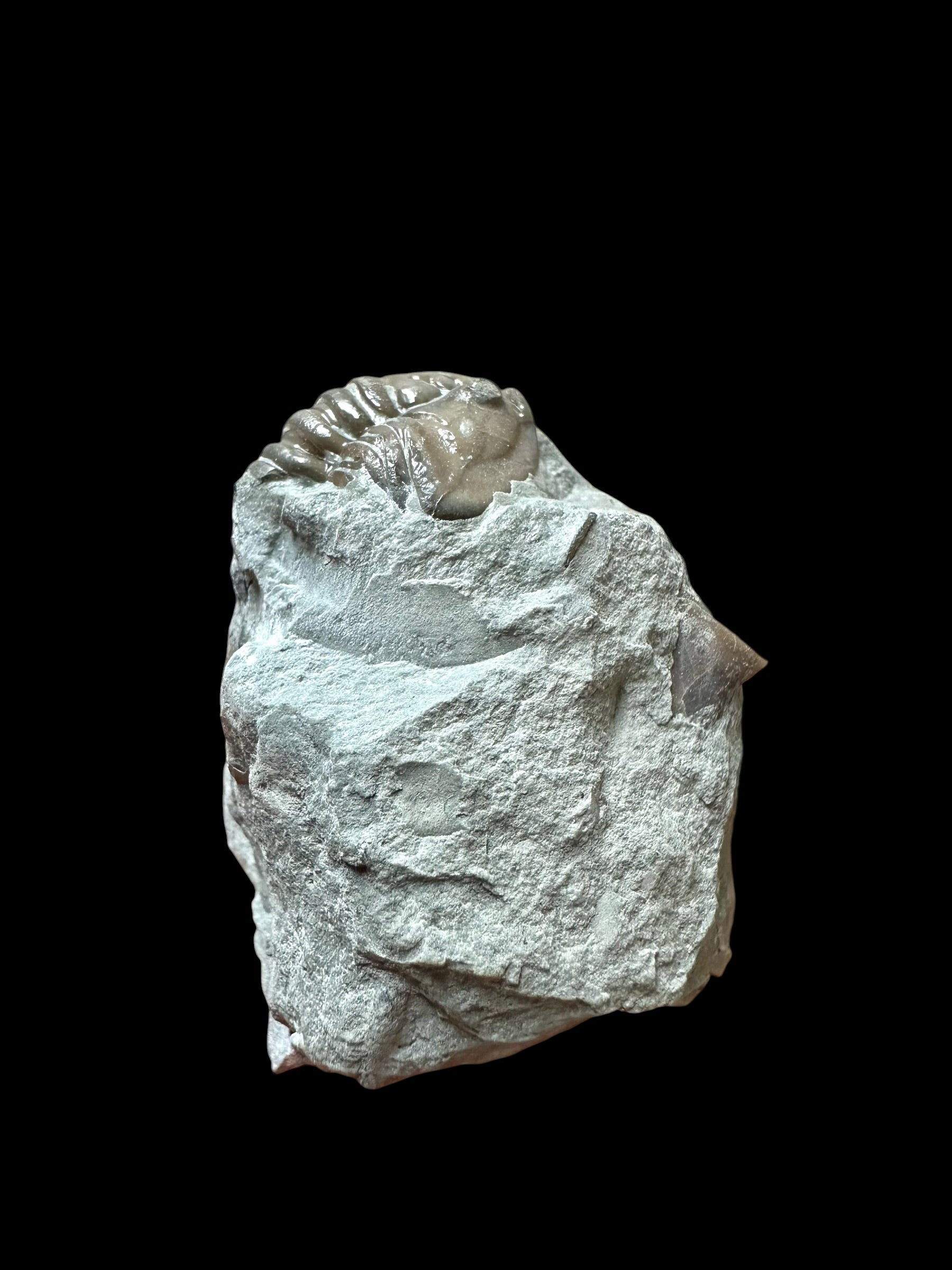 Trilobite Flexicalymene retrosa – Ohio, USA - TUSA07