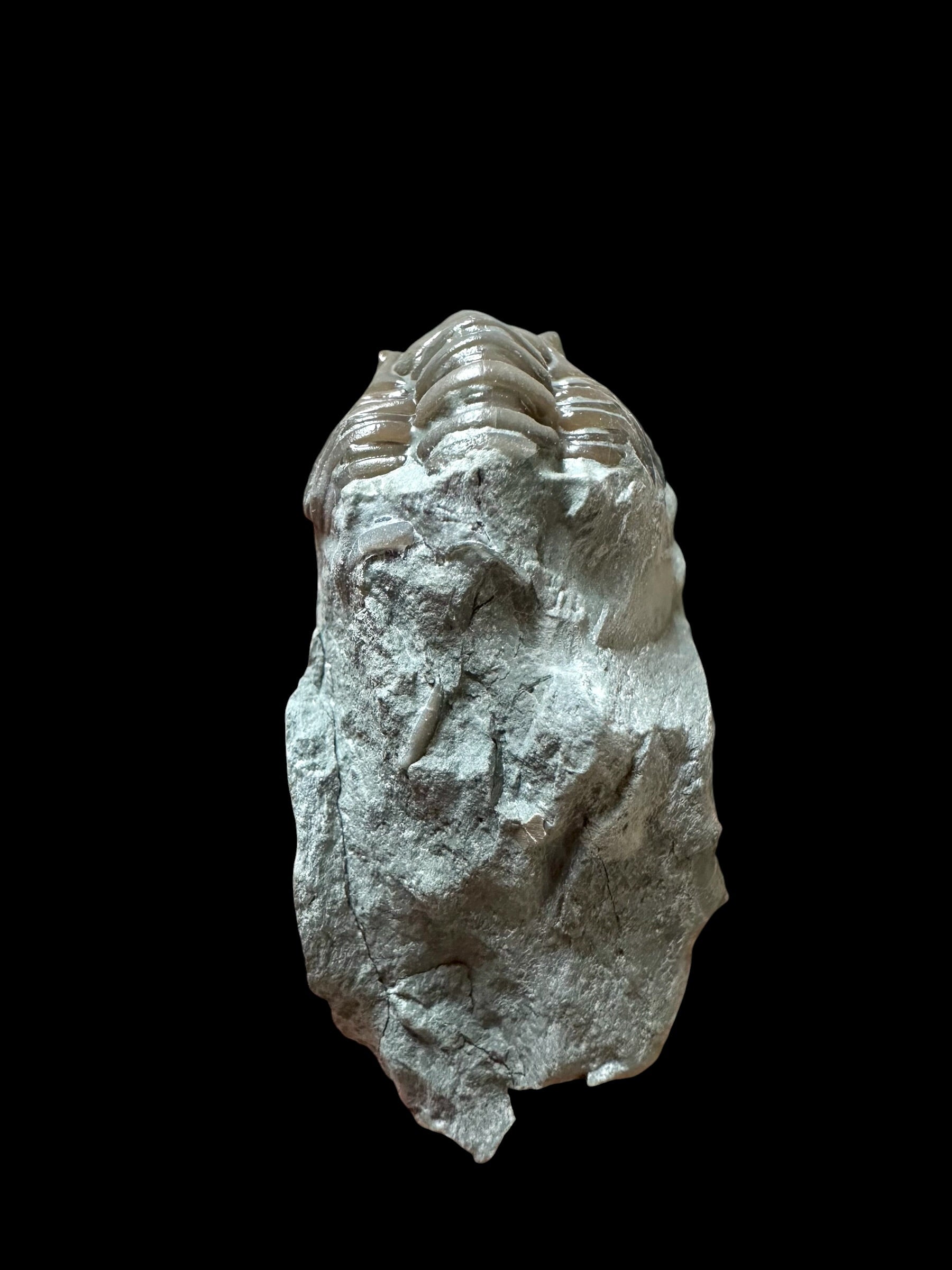 Trilobite Flexicalymene retrosa – Ohio, USA - TUSA07