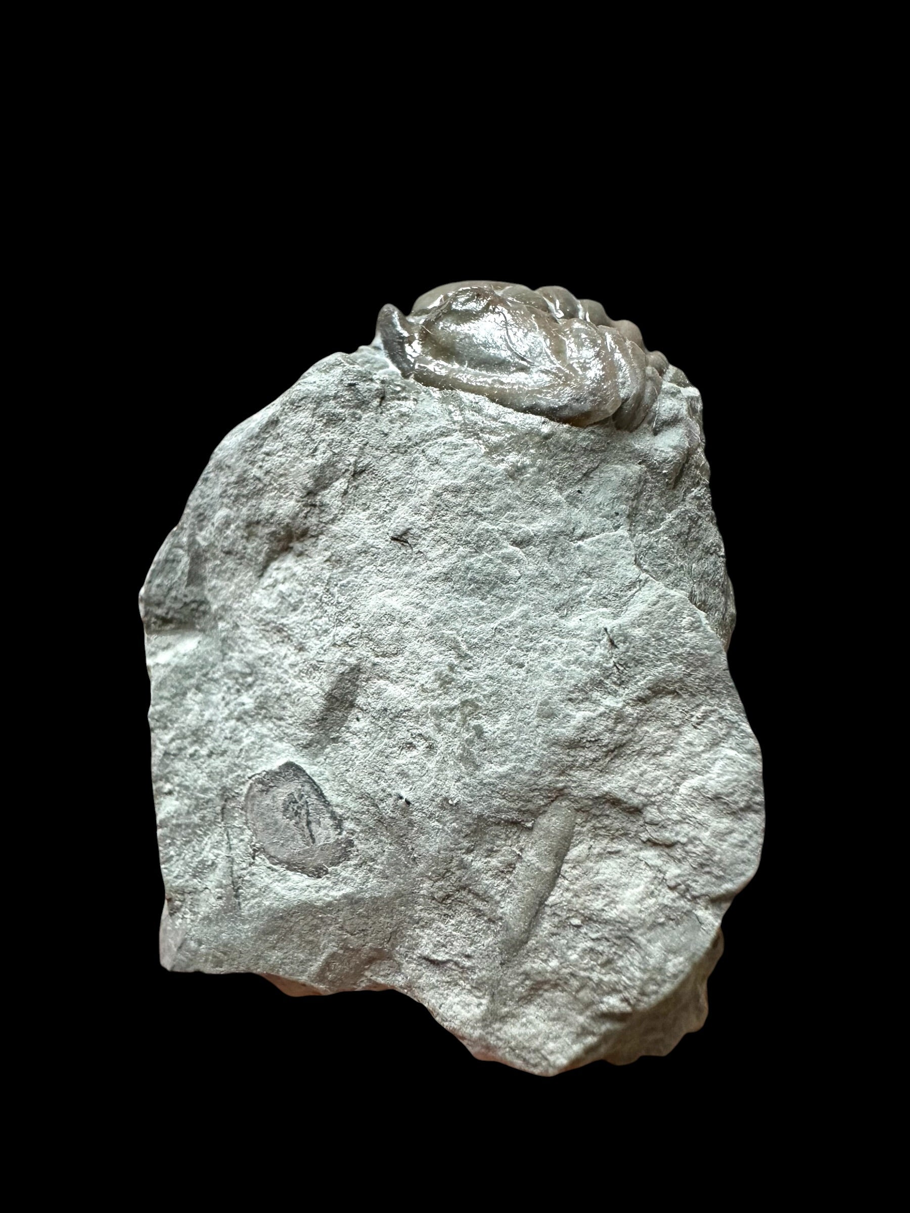 Trilobite Flexicalymene retrosa – Ohio, USA - TUSA07
