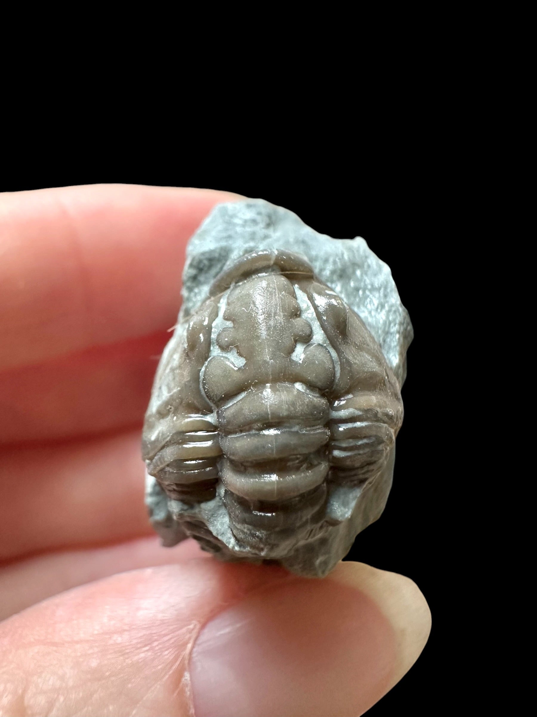 Trilobite Flexicalymene retrosa – Ohio, USA