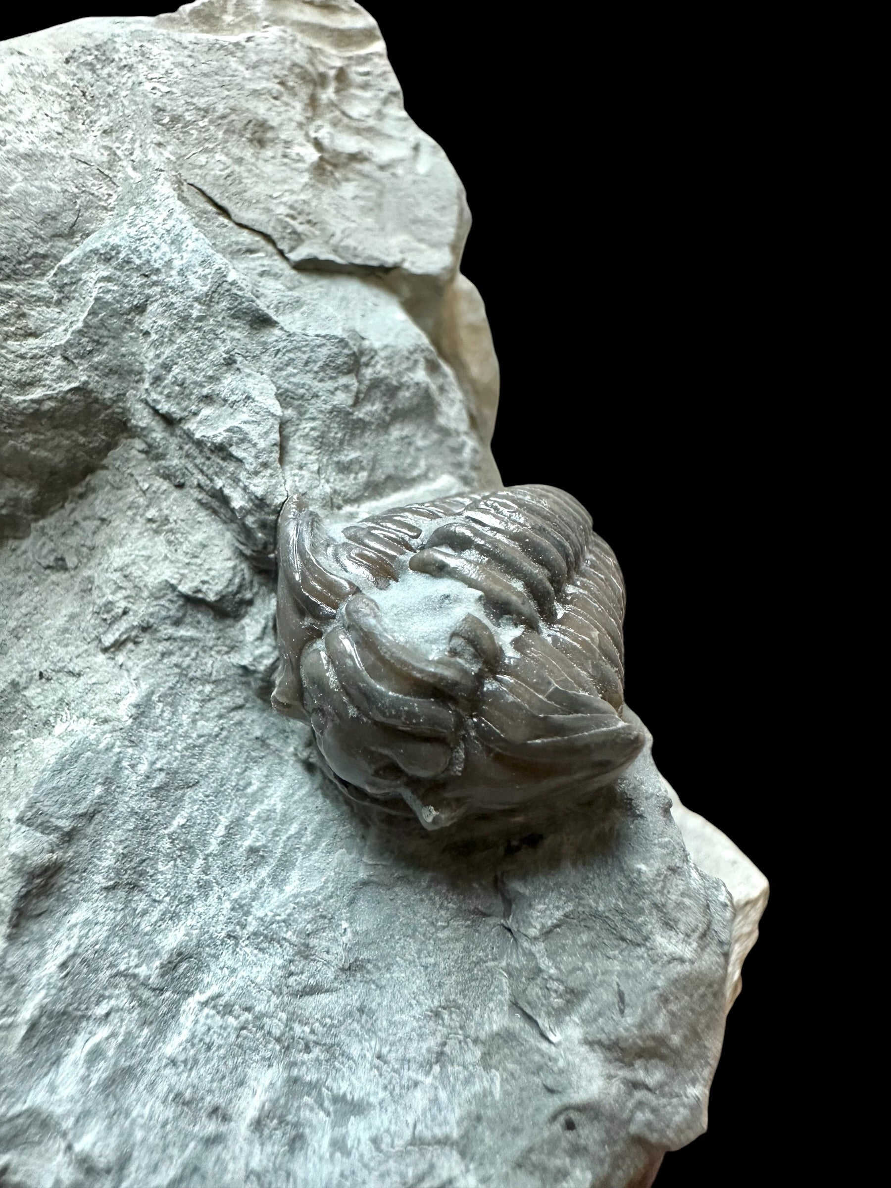 Trilobite Flexicalymene retrosa – Ohio, USA - TUSA08