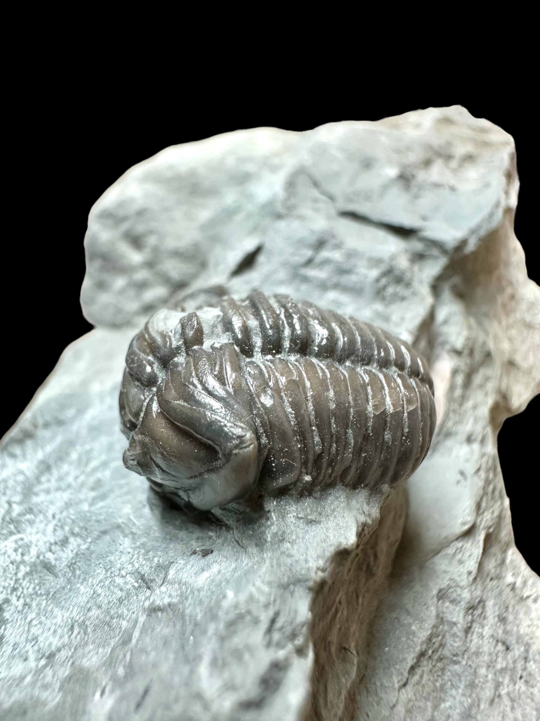 Trilobite Flexicalymene retrosa – Ohio, USA - TUSA08