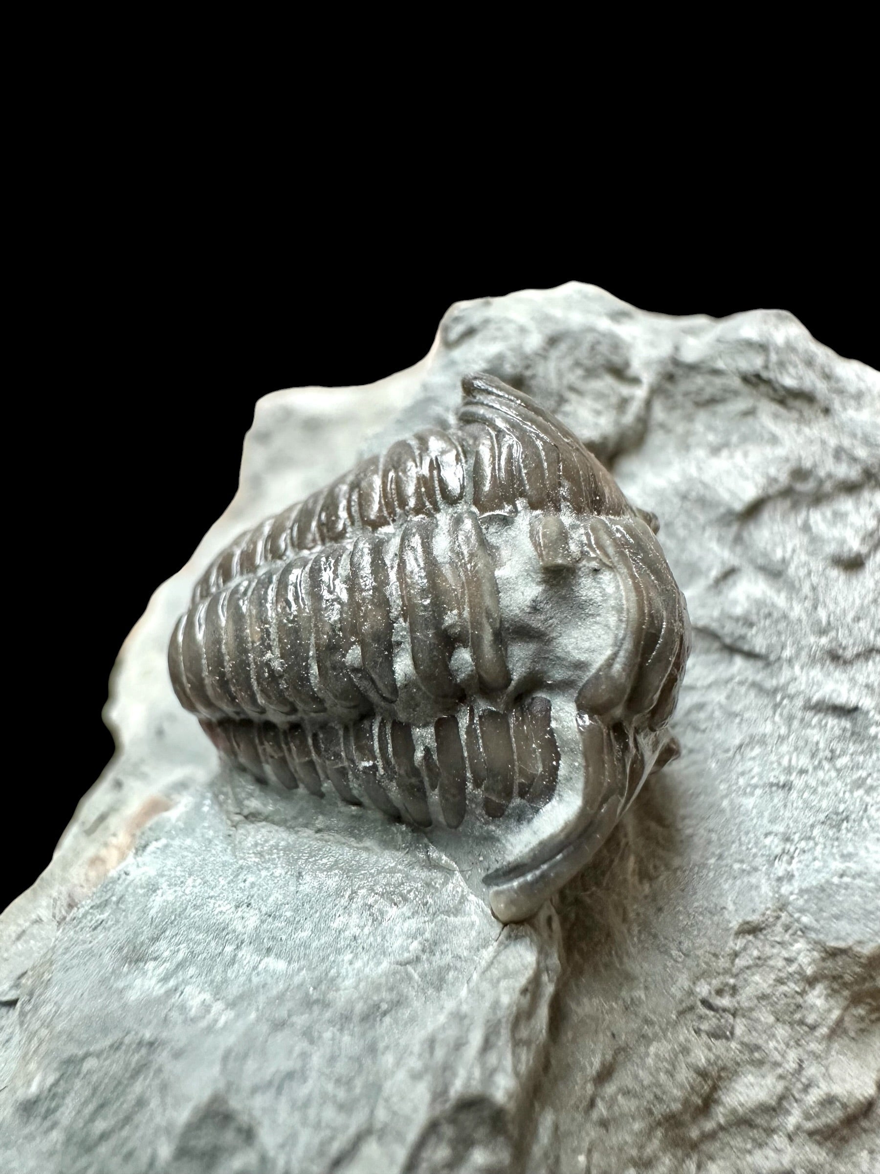 Trilobite Flexicalymene retrosa – Ohio, USA - TUSA08