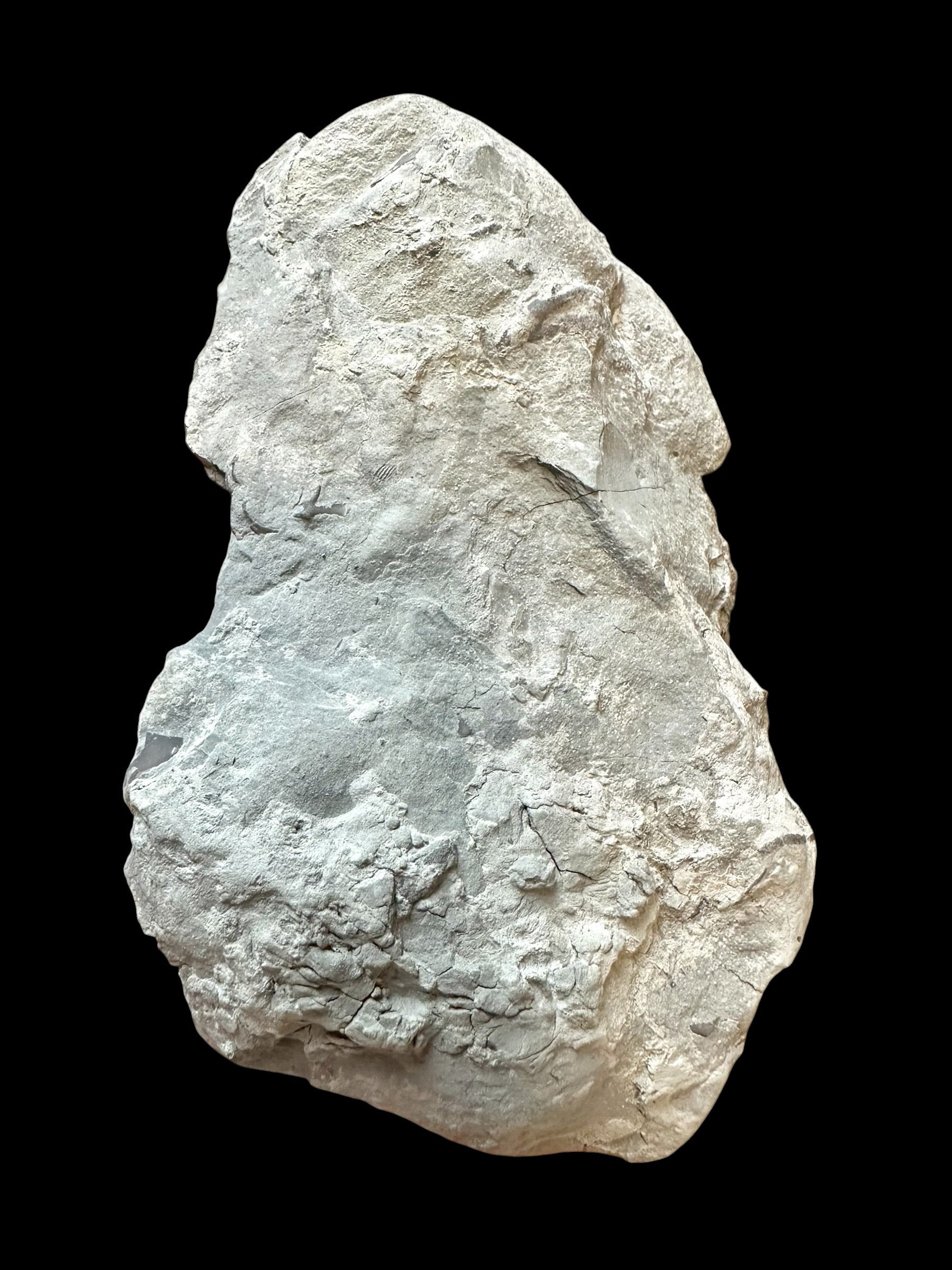 Trilobite Flexicalymene retrosa – Ohio, USA - TUSA08