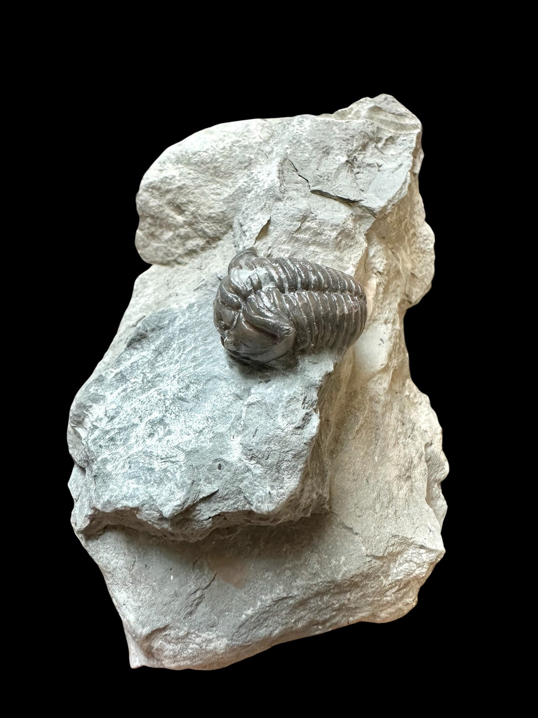 Trilobite Flexicalymene retrosa – Ohio, USA