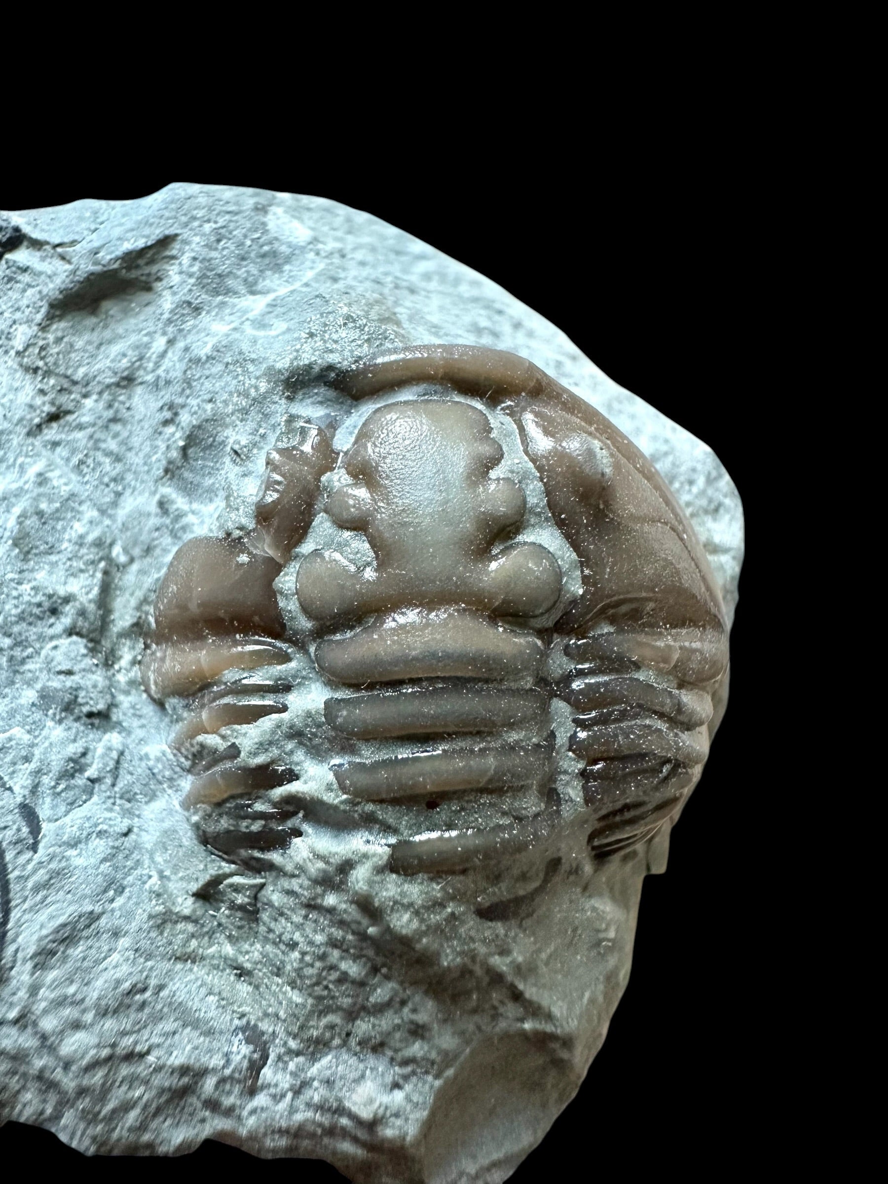 Trilobite Flexicalymene retrosa – Ohio, USA - TUSA09