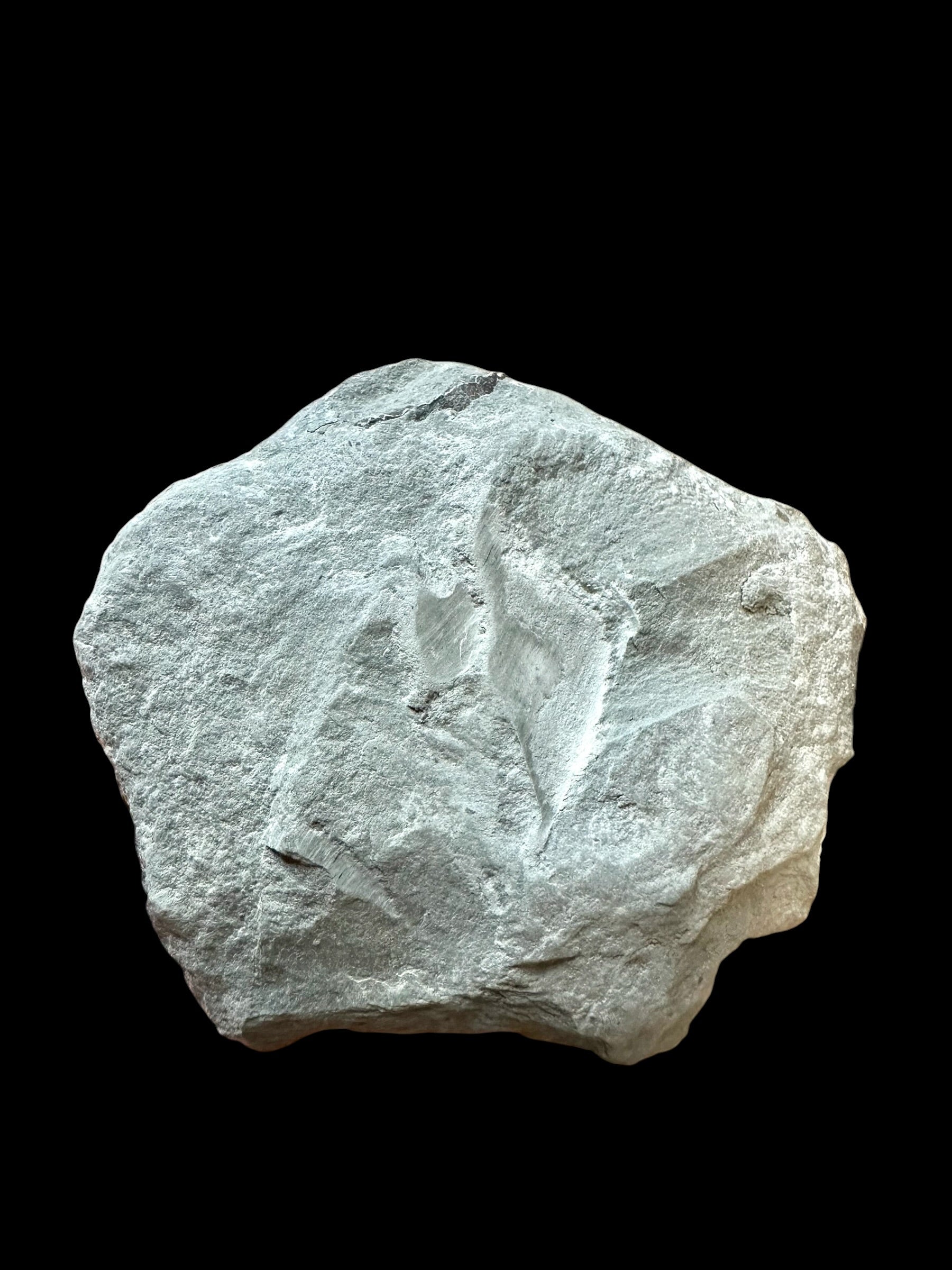 Trilobite Flexicalymene retrosa – Ohio, USA - TUSA09