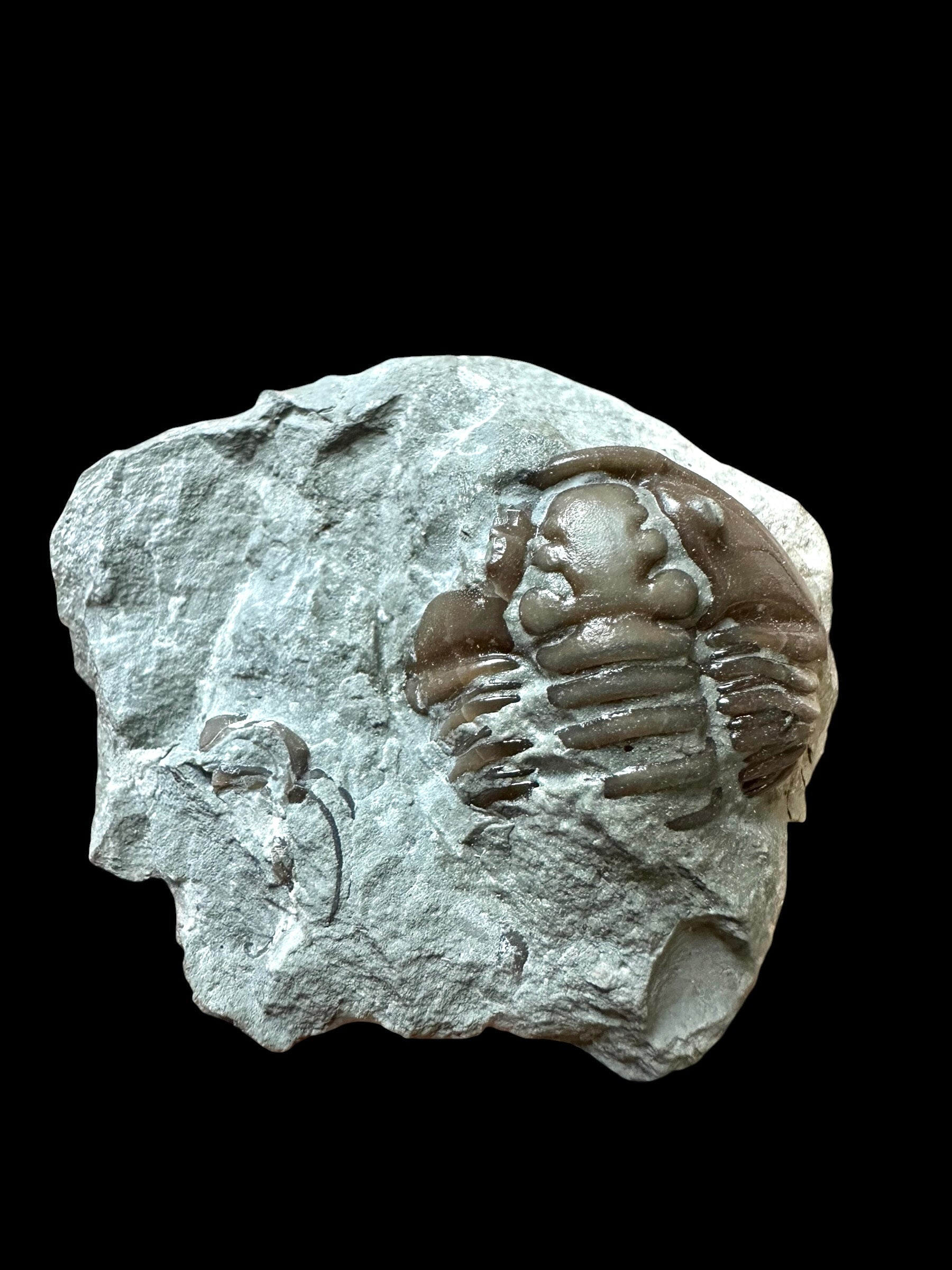 Trilobite Flexicalymene retrosa – Ohio, USA