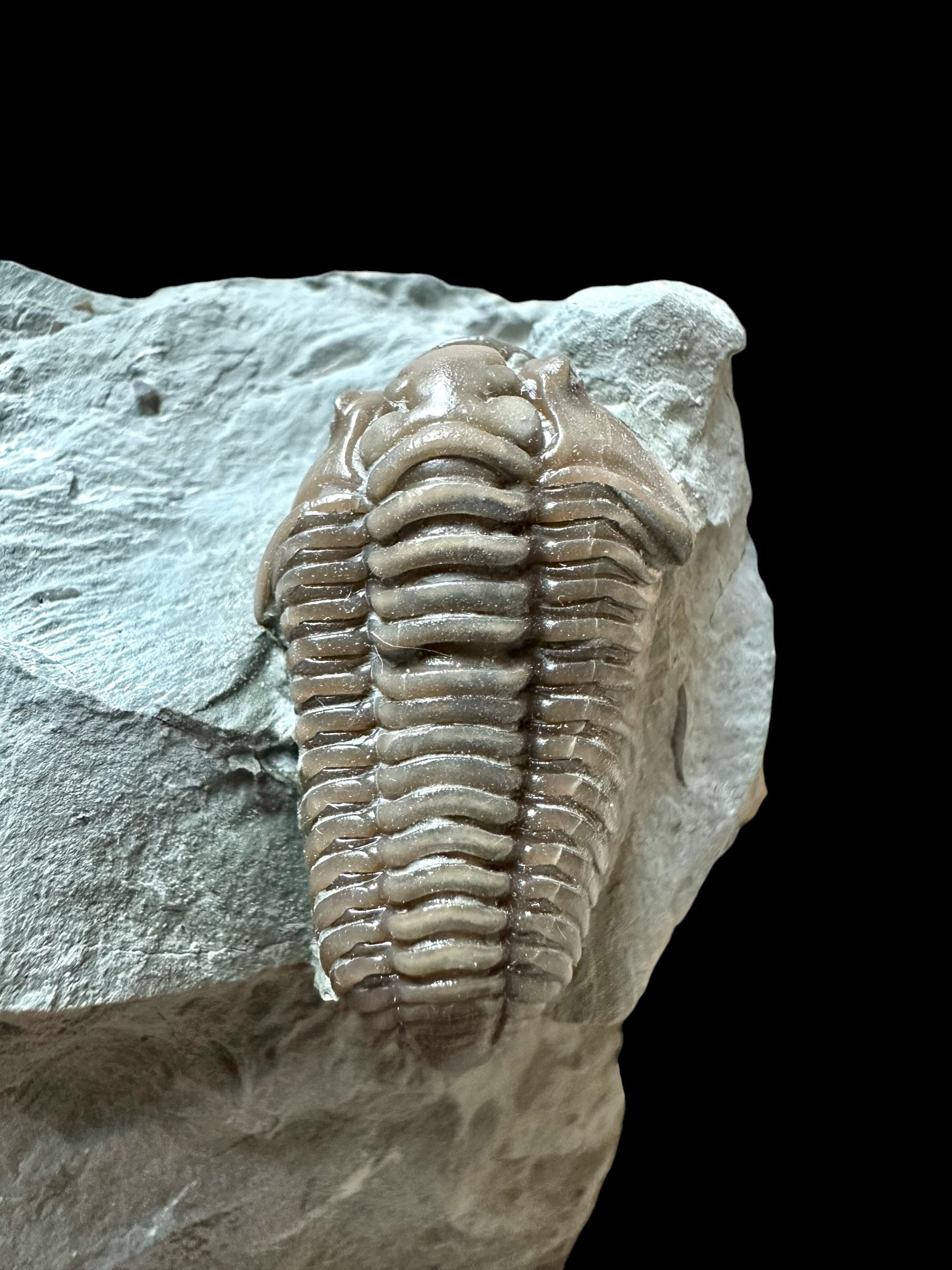 Trilobite Flexicalymene retrosa – Ohio, USA - TUSA10