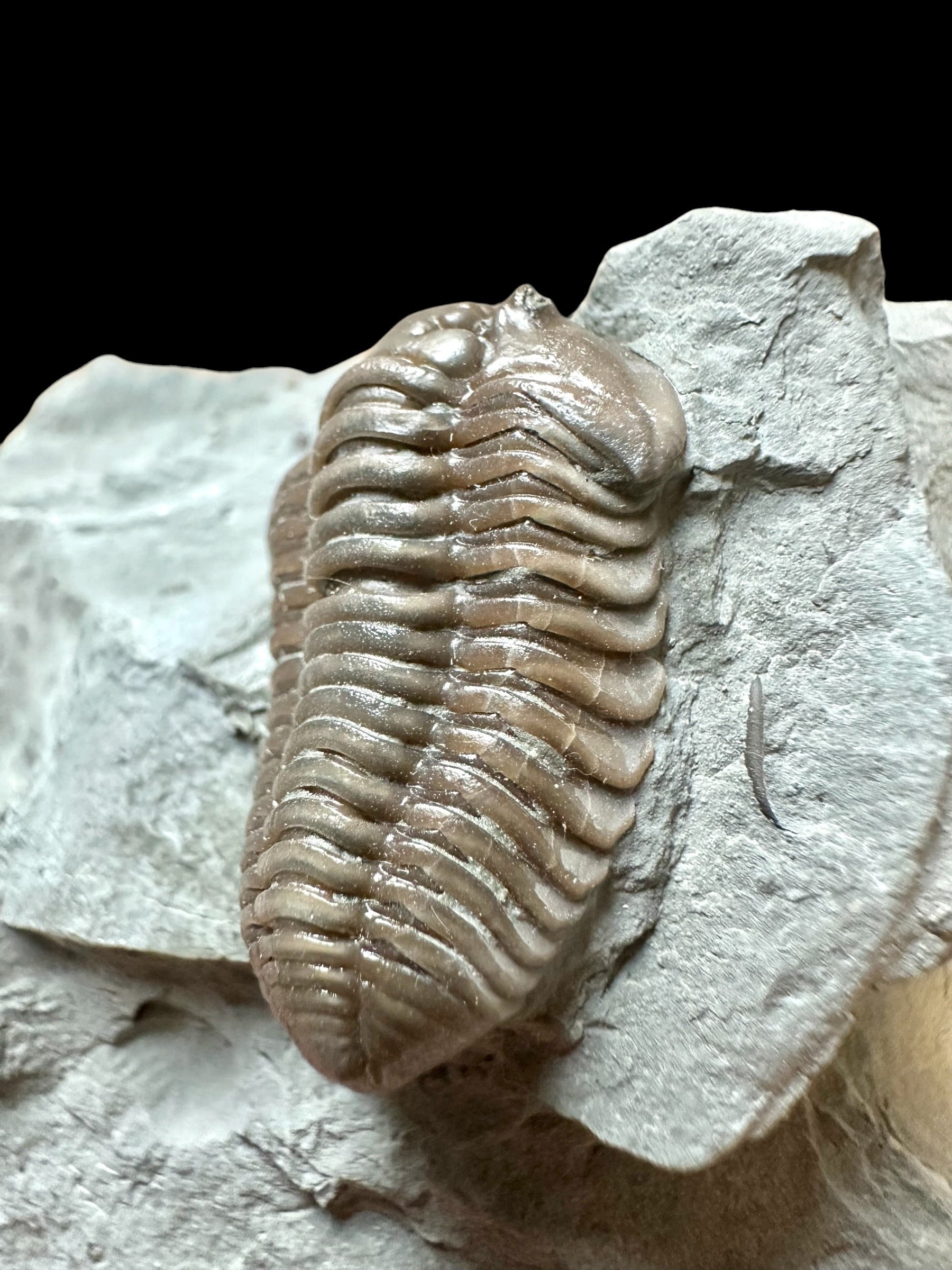 Trilobite Flexicalymene retrosa – Ohio, USA - TUSA10