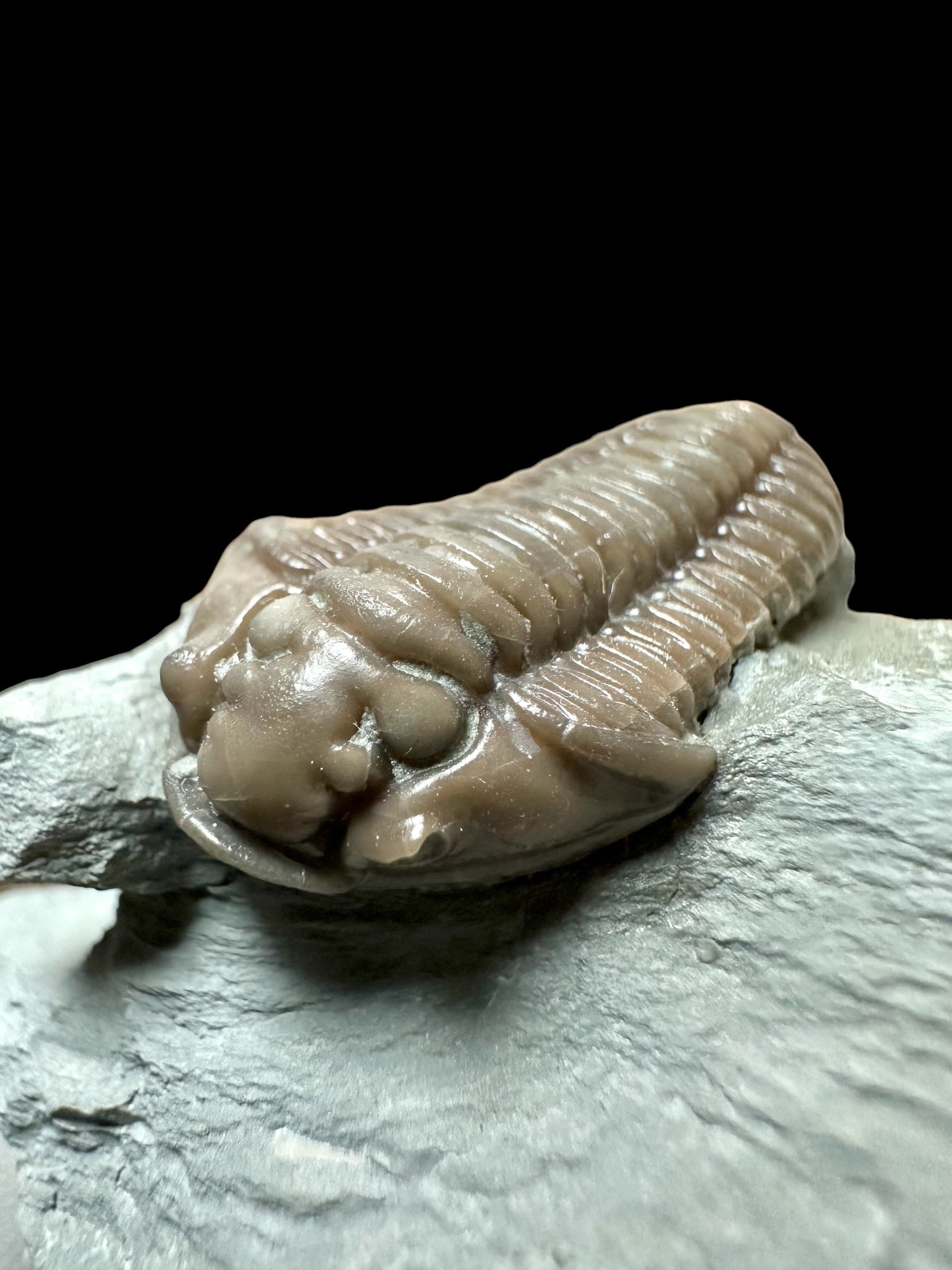 Trilobite Flexicalymene retrosa – Ohio, USA - TUSA10