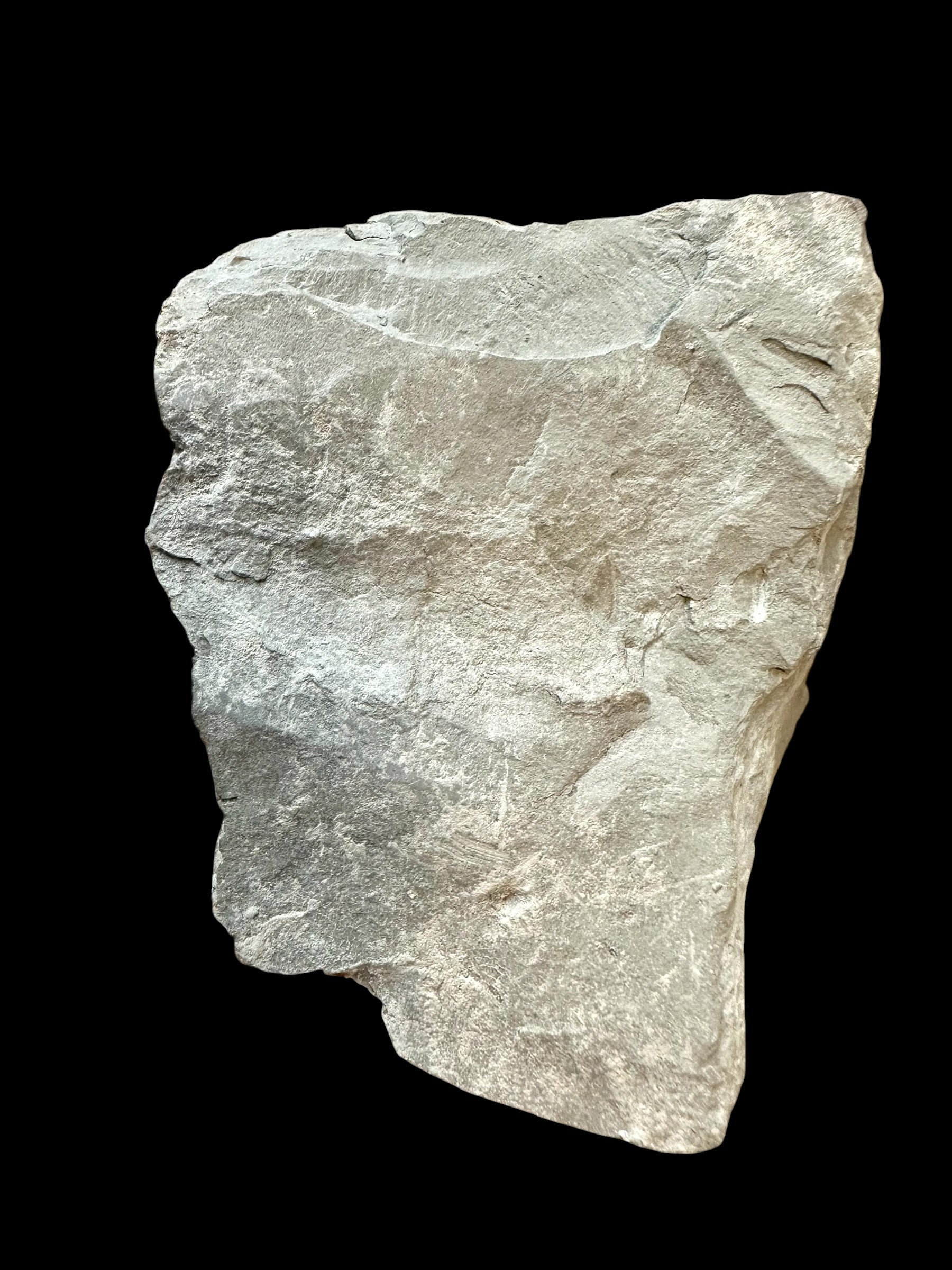 Trilobite Flexicalymene retrosa – Ohio, USA - TUSA10
