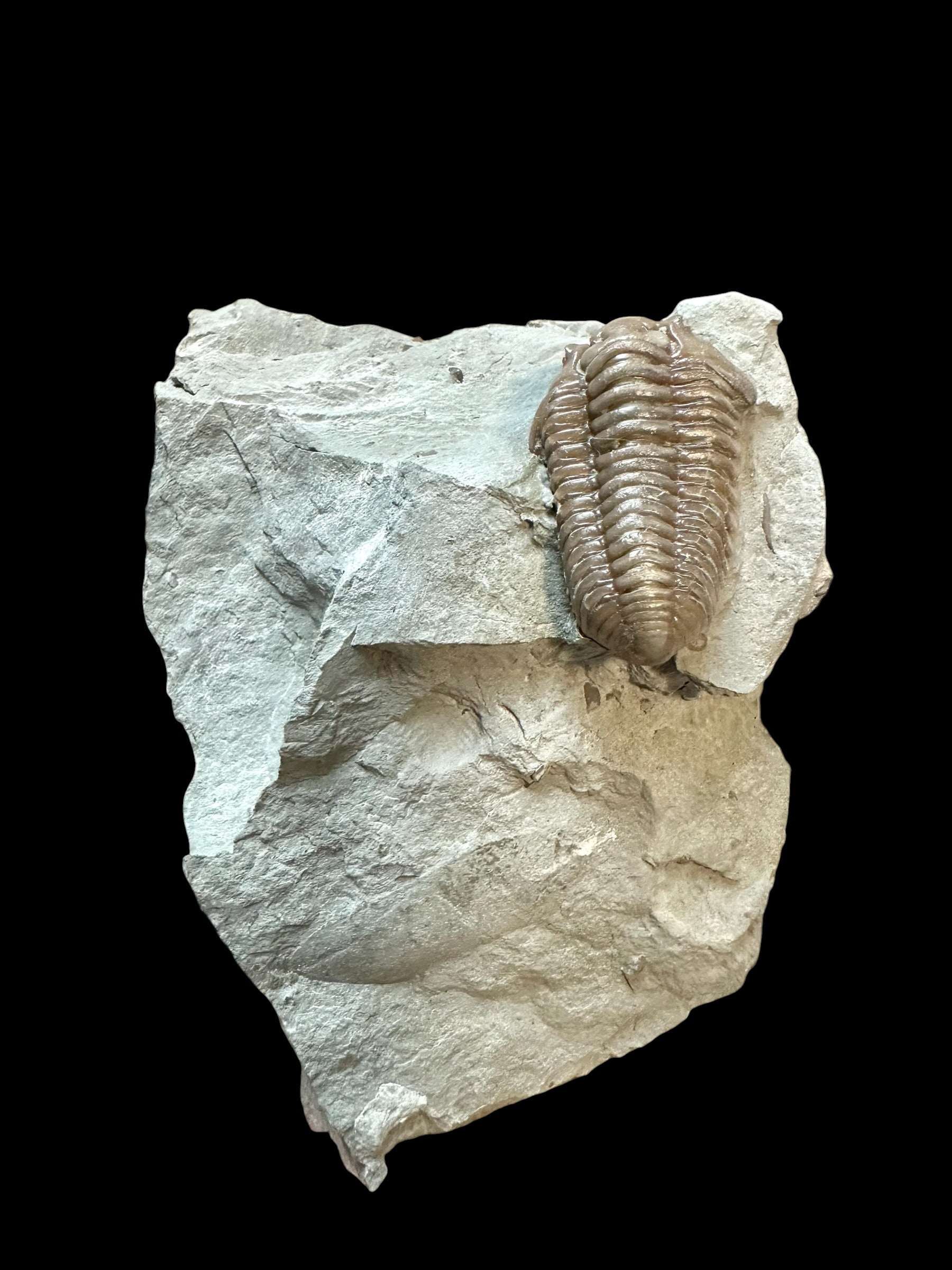 Trilobite Flexicalymene retrosa – Ohio, USA